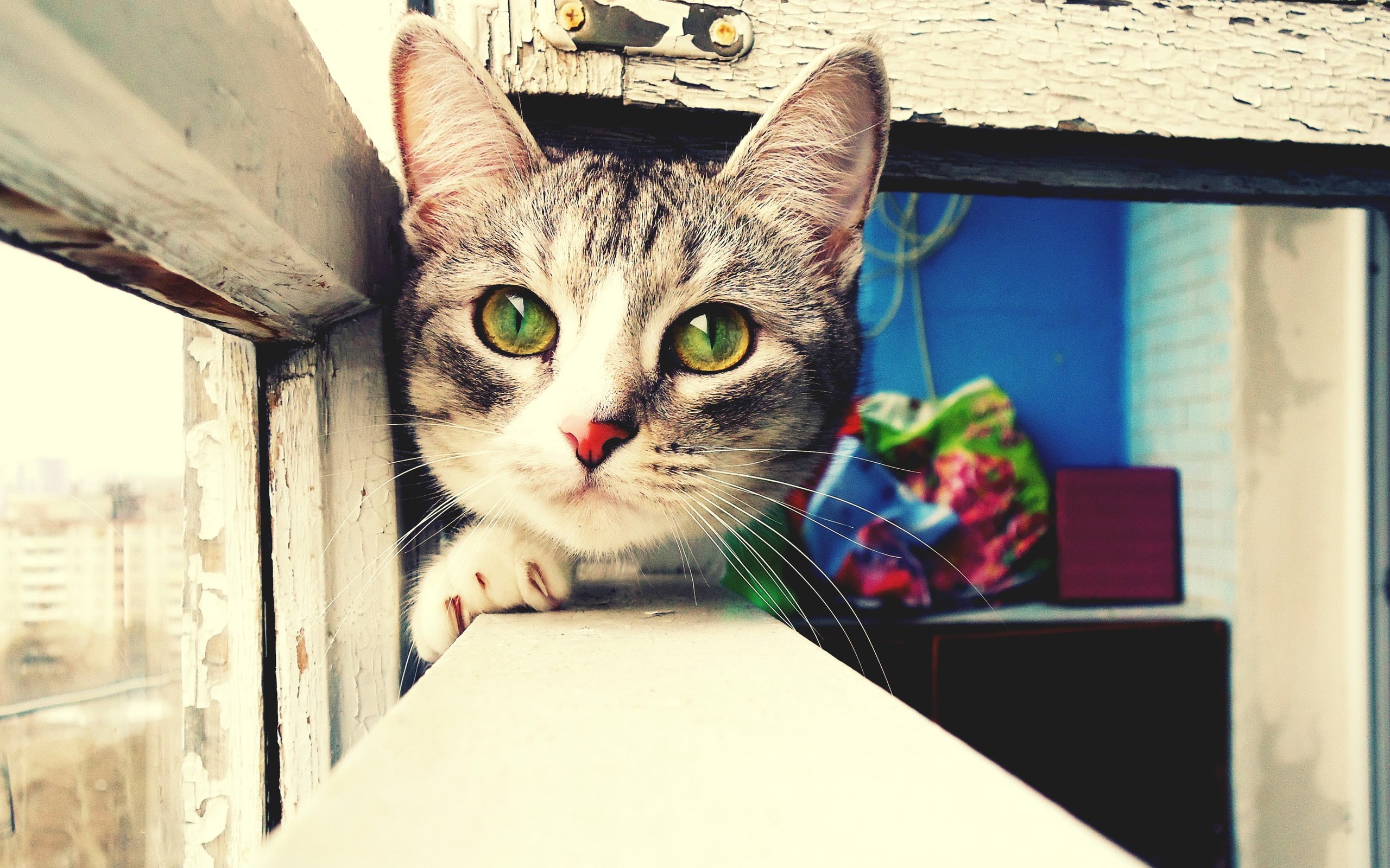 Green, close, 2K, Face, Sill, Cat, Eyes, Window, HD Wallpaper