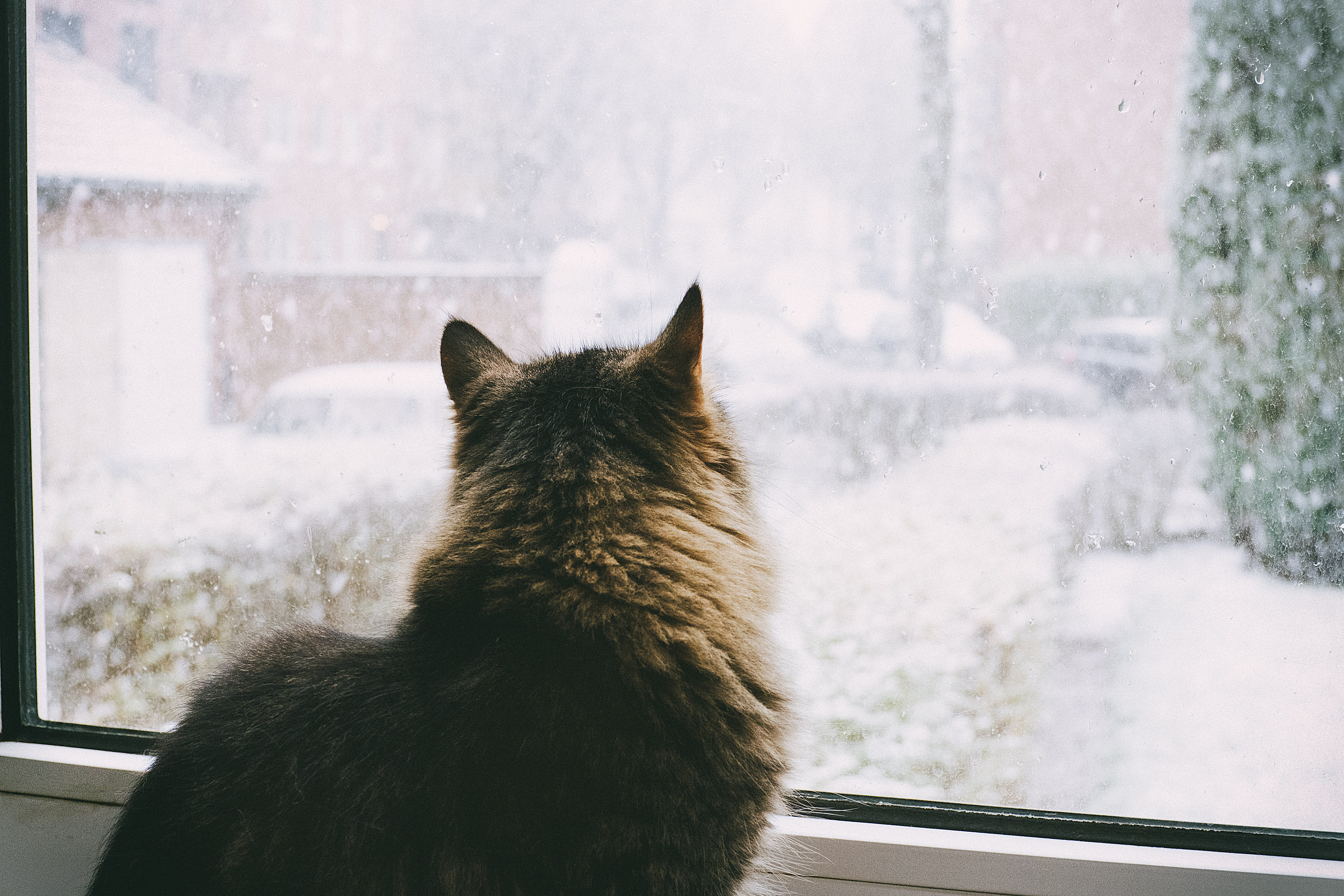 pink, domestic Cat, snowing, window Sill, vertebrate, cold, domestic, outdoors, focus on foreground, animal themes, glass - material, looking, 4K, one animal, HD Wallpaper