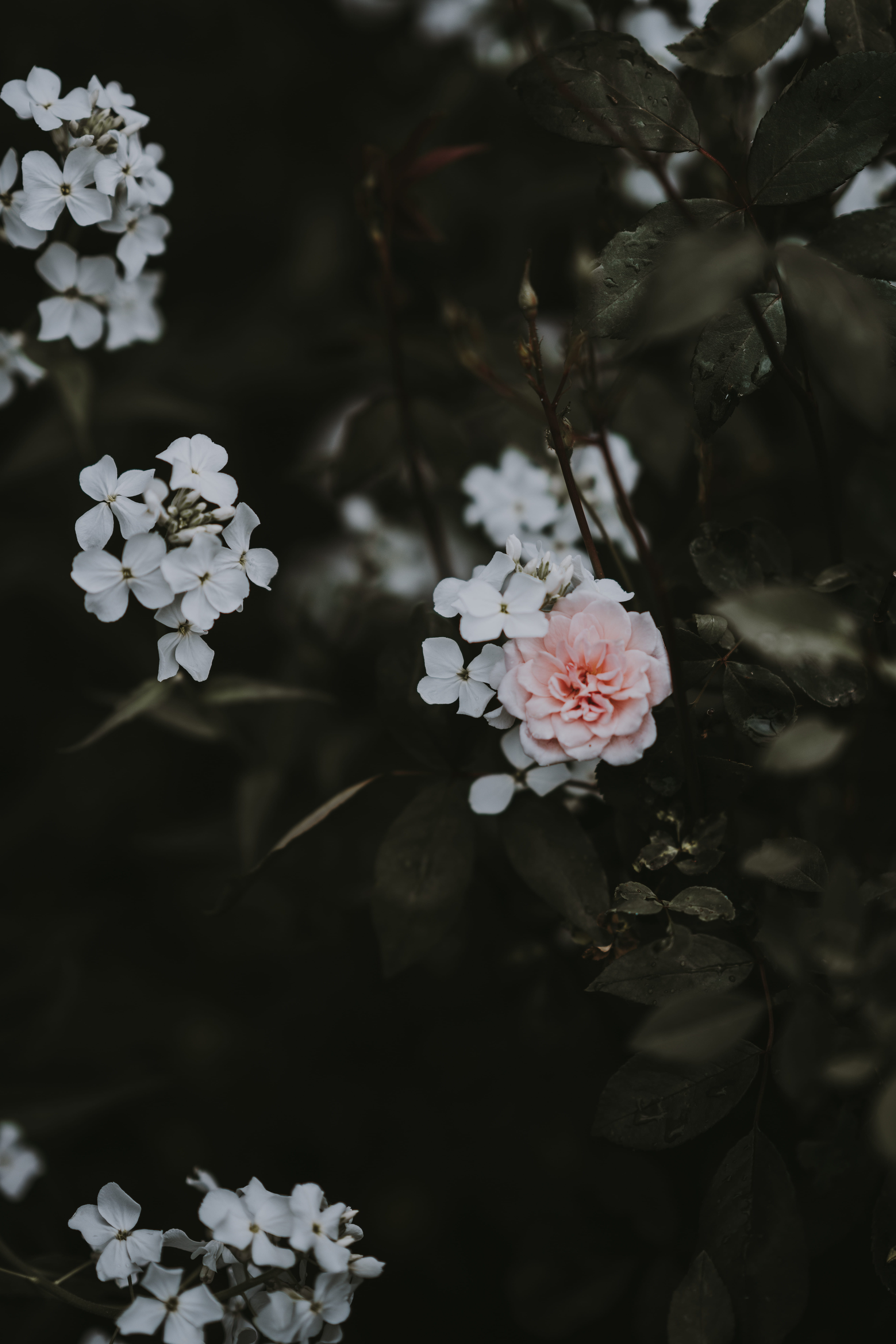 day, close-up, pink color, selective, petal, focus, pale, fragility, white color, dark, flowers, pink, no people, 8K, rose, outdoors, tree, vulnerability, Phone HD Wallpaper