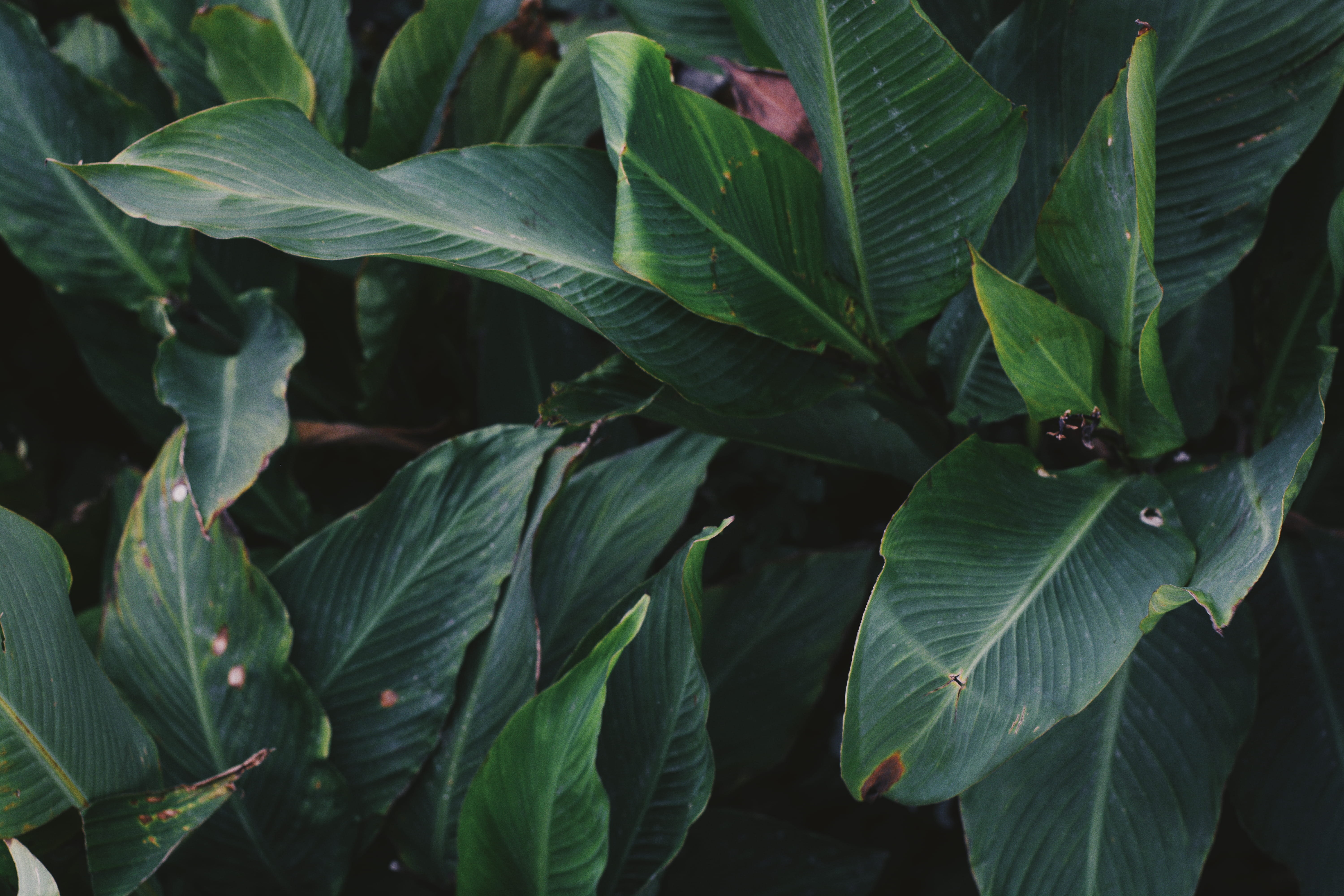 leaves, background, tranquility, flower, natural pattern, high angle view, green, leaf, nature, beauty in nature, full frame, growth, plant part, 5K, HD Wallpaper