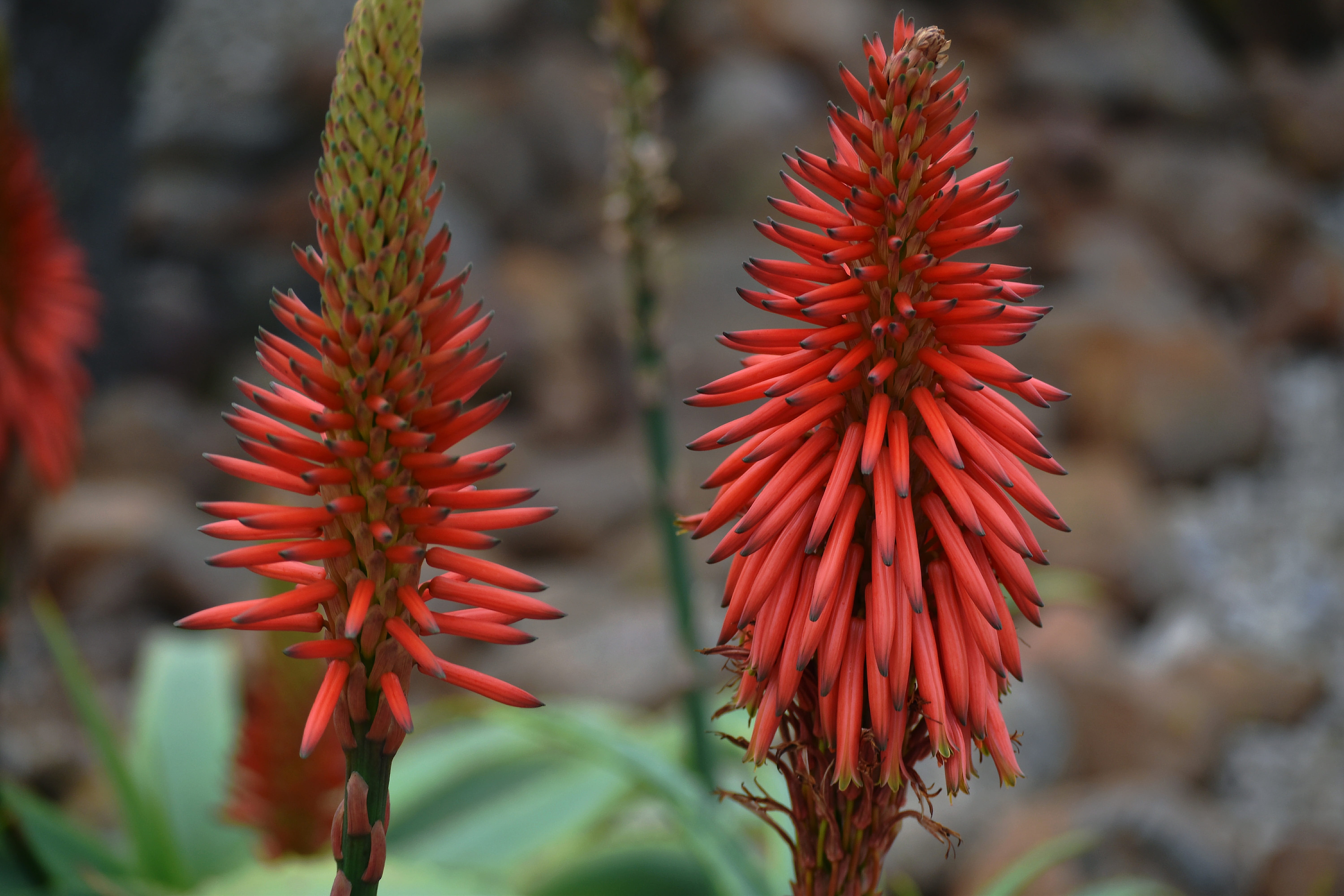 beauty in nature, fragility, plant stem, drought-resistant, plant part, freshness, south african flora, coniferous tree, aloe, plant, vulnerability, petal, HD Wallpaper