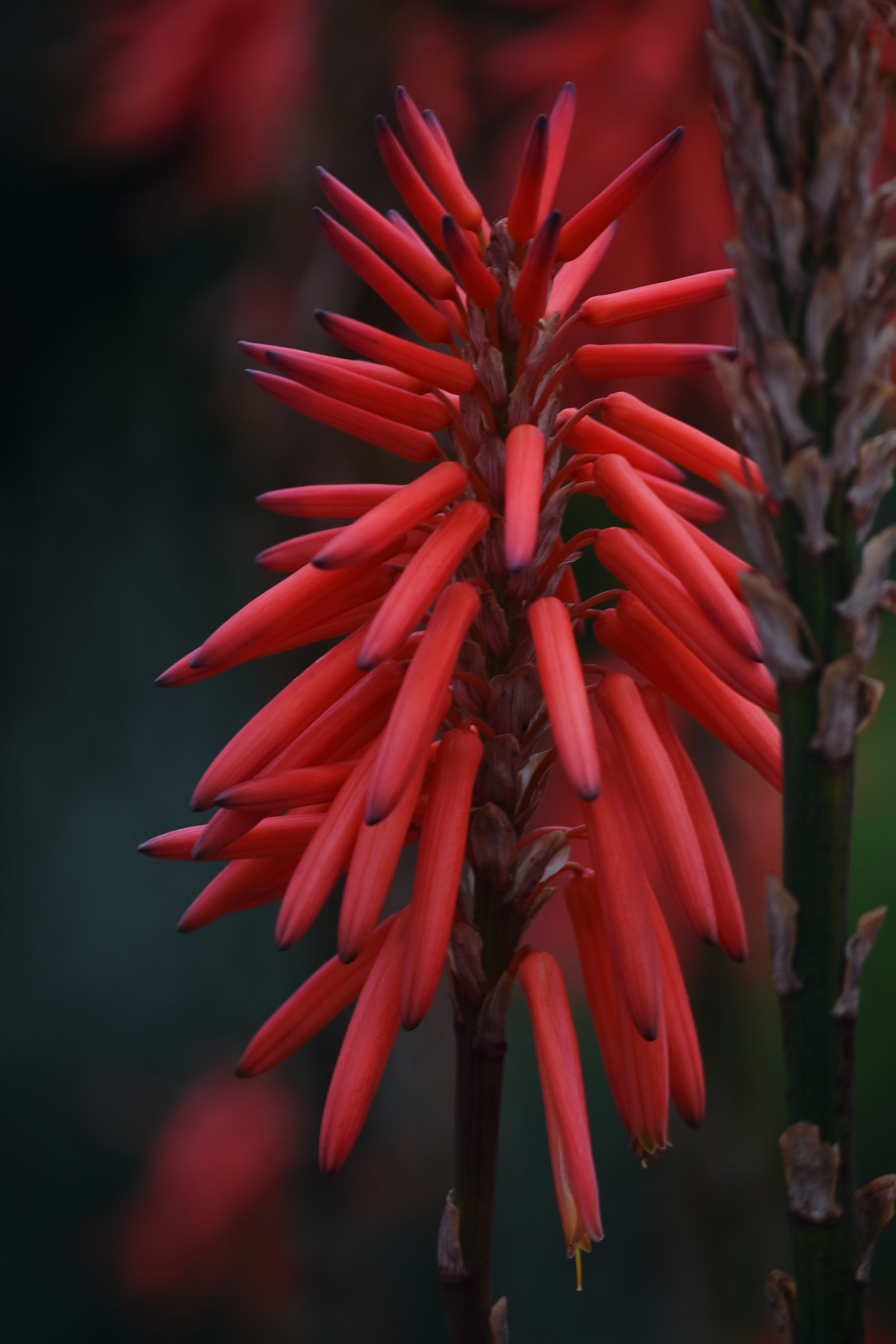 close-up, inflorescence, plant stem, flowering plant, no people, focus on foreground, day, plant, selective focus, flower head, vulnerability, petal, flora, Phone HD Wallpaper