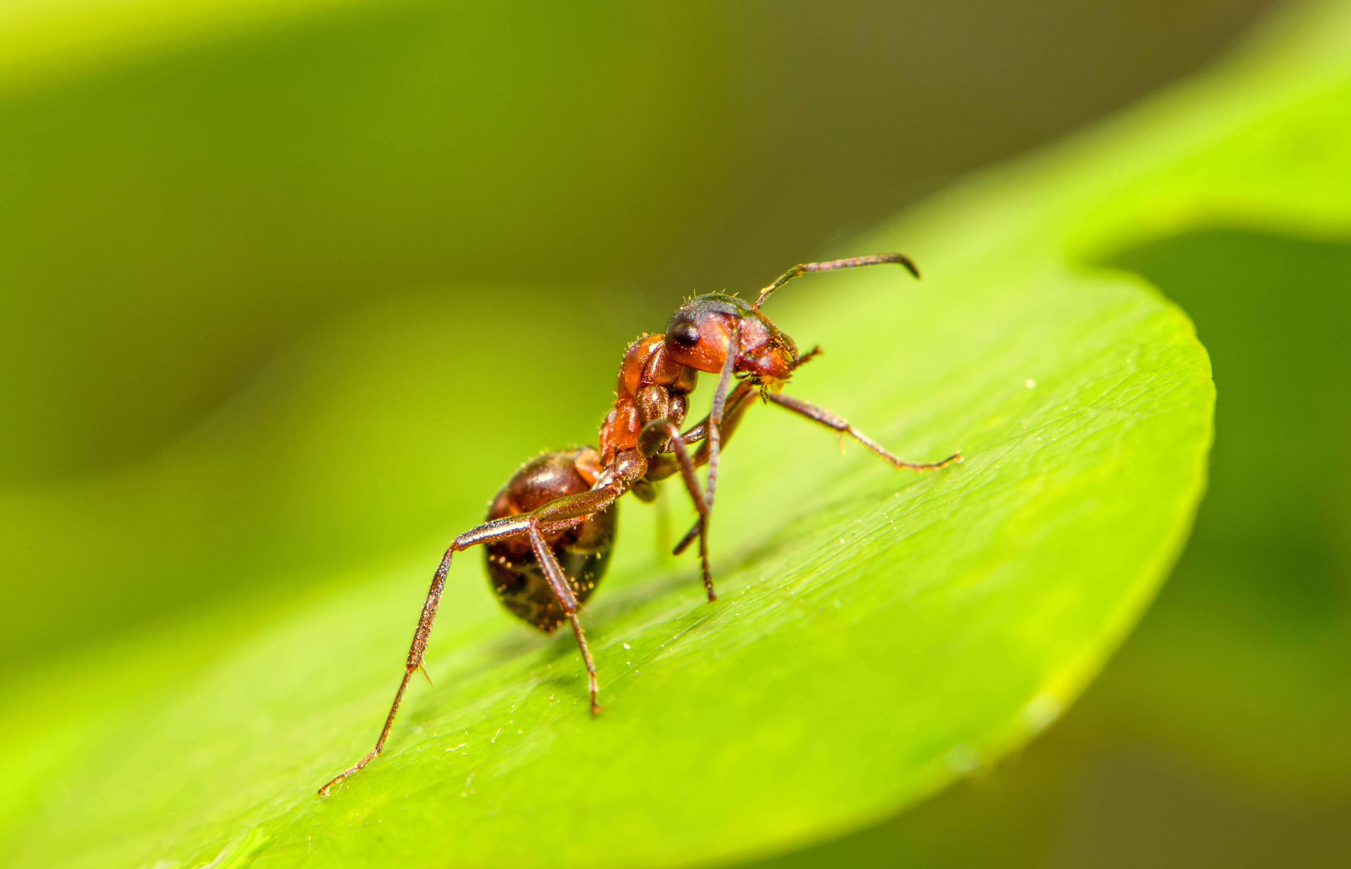 plant part, art, arthropod, one animal, green, scorpion, aphid, animal, plant, outdoors, leaf, zoology, selective focus, photography, animal wildlife, insect, HD Wallpaper