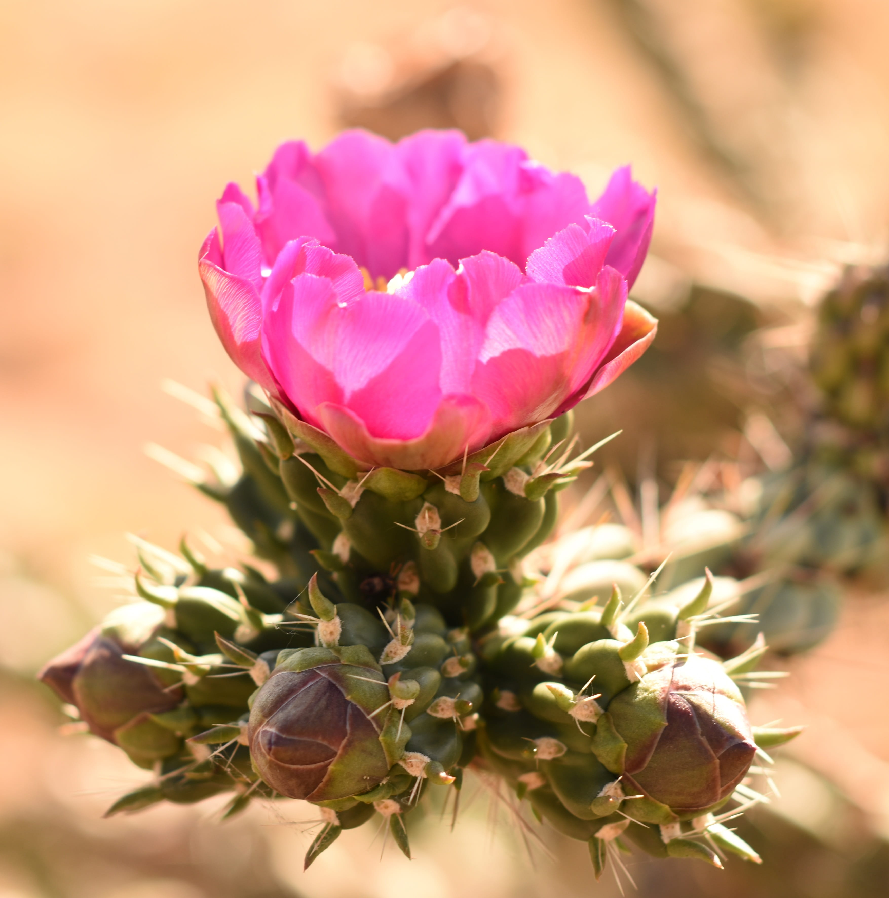 sepal, petal, flowering plant, focus on foreground, plant part, desert, spring, no people, inflorescence, fragility, rose, 2K, selective focus, beauty in nature, Phone HD Wallpaper