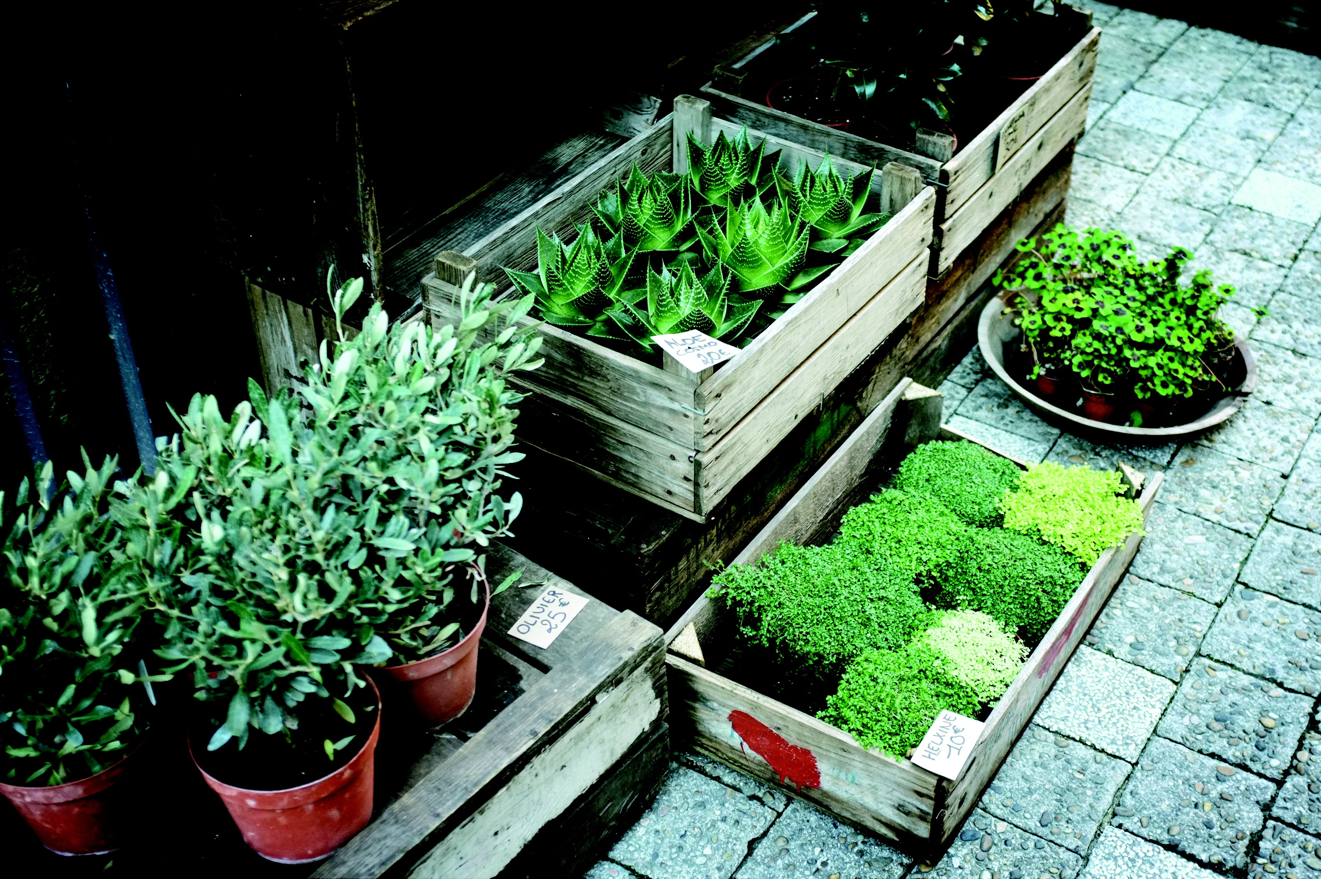 no people, organic, brown, nature, green, succulents, plant nursery, retail, herb, variation, plant, lettuce, flower pot, for sale, flora, olive plants, HD Wallpaper