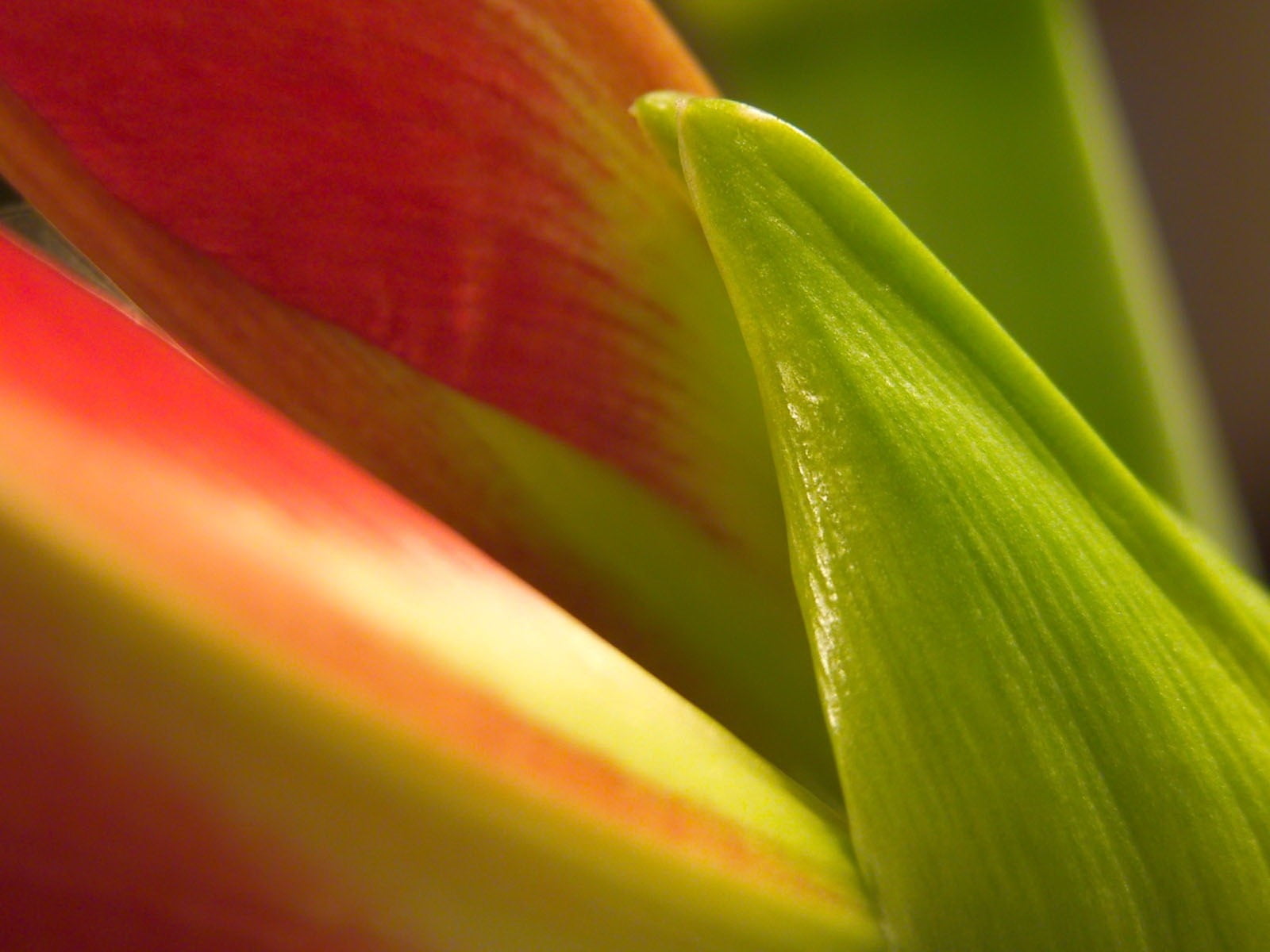 vibrant Color, macro, botany, plant part, aloe, extreme close-up, growth, summer, plant, beauty In Nature, petals, outdoors, tropical Climate, selective focus, HD Wallpaper