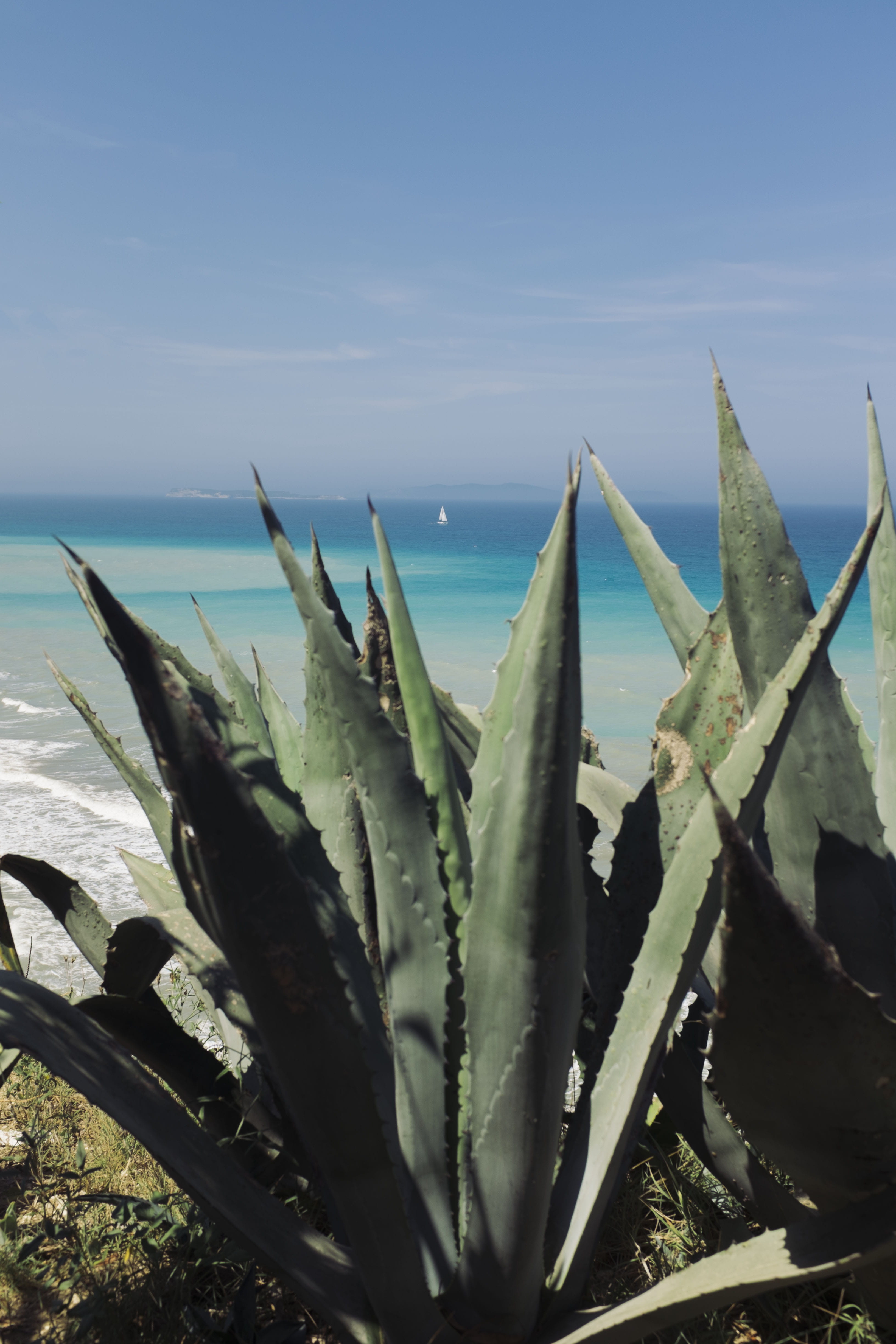 focus on foreground, cactus, spiky, aloe, greece, sky, beach, no people, ship, plant, 4K, summer, water, close-up, nature, day, green color, corfu, aloe vera plant, Phone HD Wallpaper