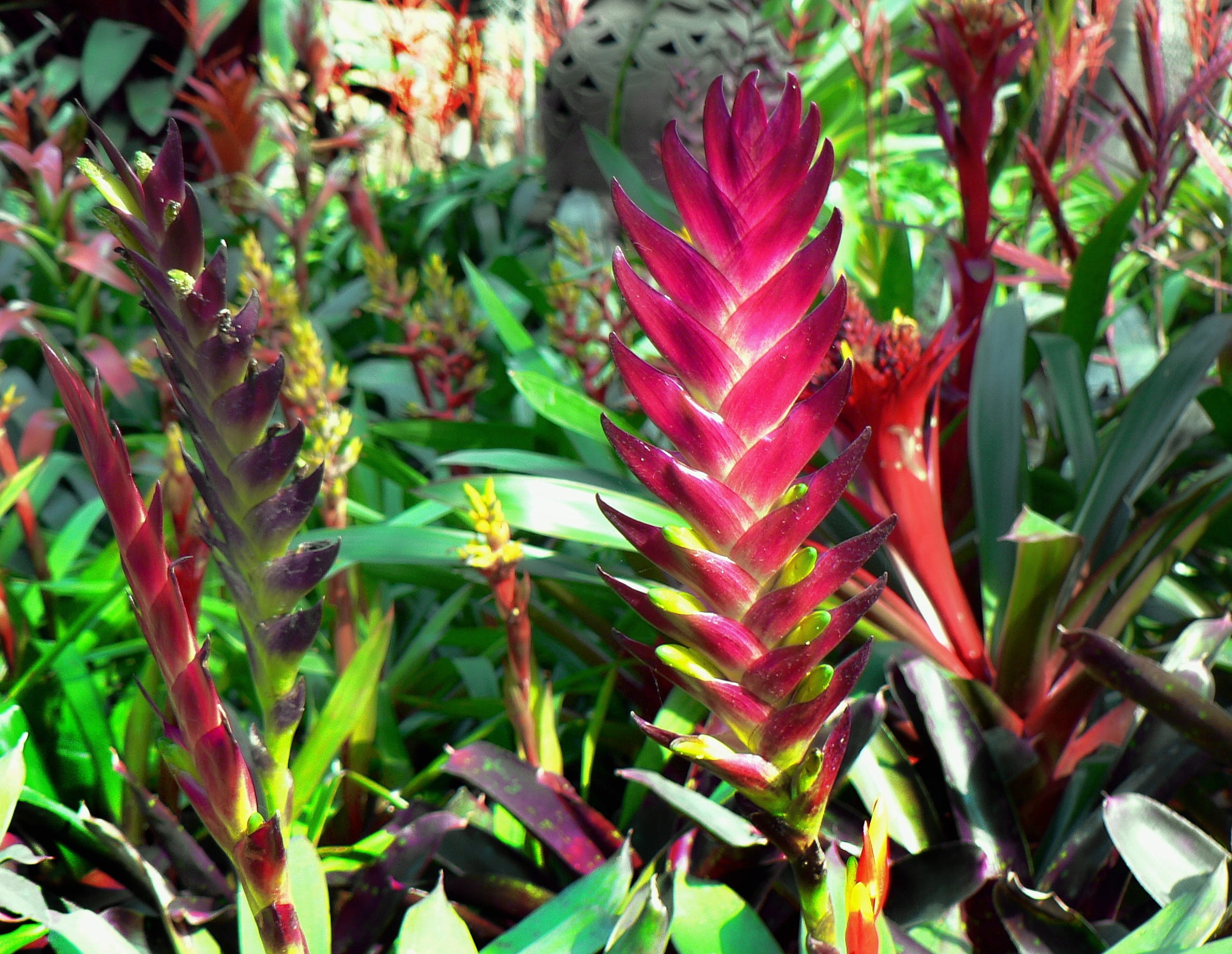 thorn, day, nature, aloe, beauty in nature, succulent plant, tropical flower, purple, aloe vera plant, herbal medicine, green color, plant, alpinia purpurata, HD Wallpaper