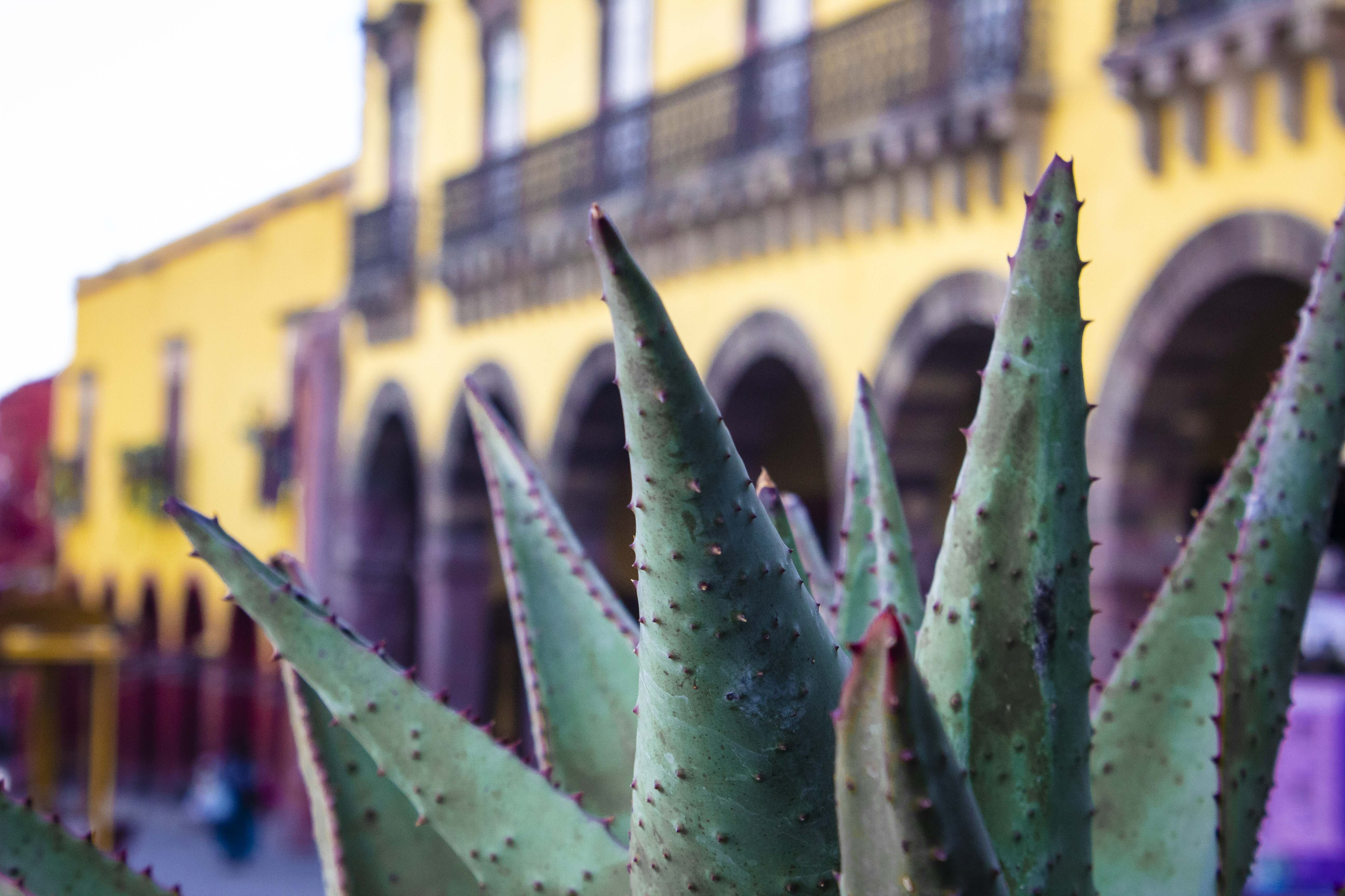 aloe vera plant, growth, spiky, building exterior, succulent plant, perspective, day, historic, spiked, plant, green color, focus on foreground, nature, HD Wallpaper
