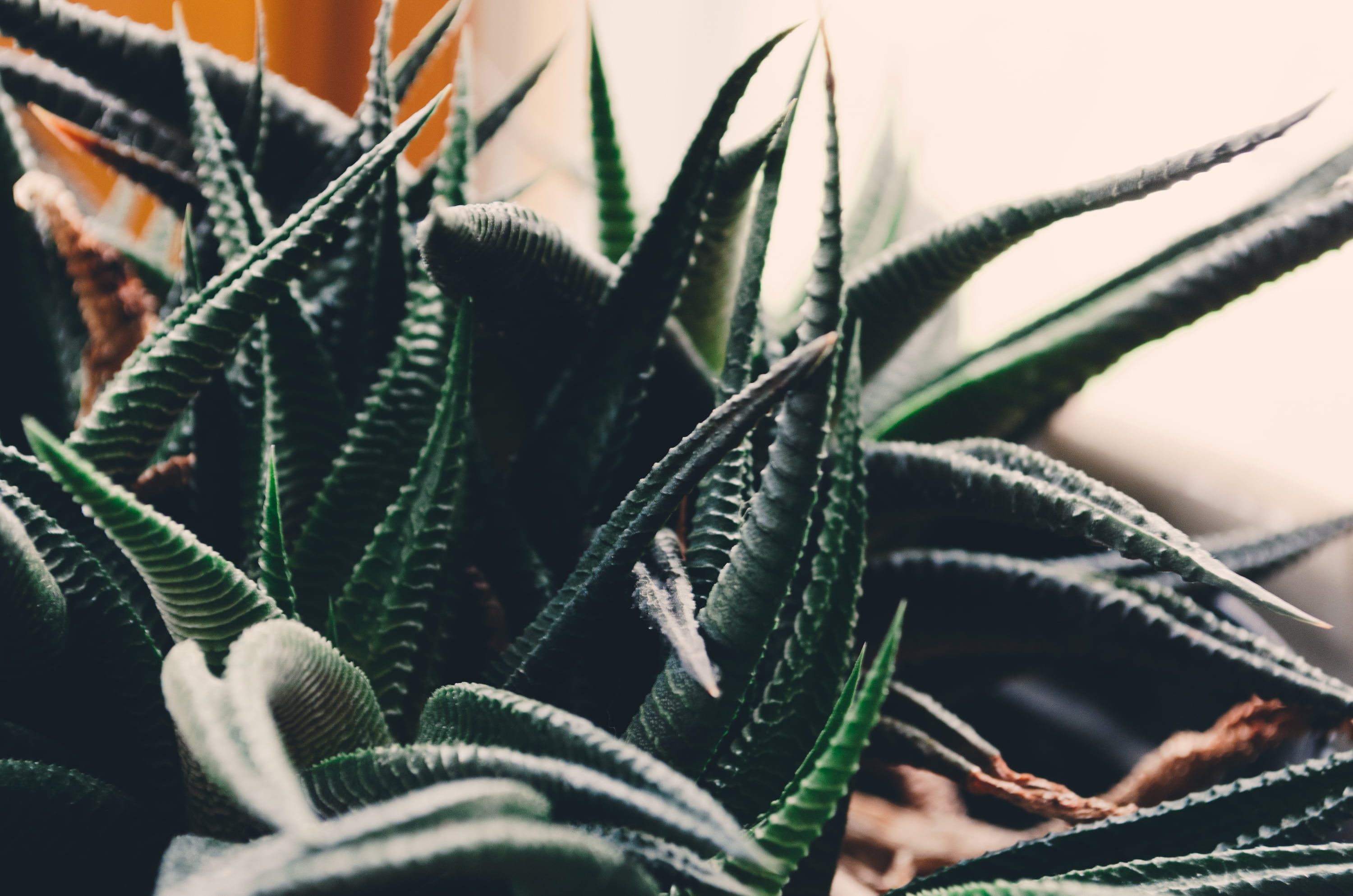aloe vera plant, beauty in nature, aloe, houseplant, sharp, thorn, selective focus, leaves, nature, green, succulent plant, focus on foreground, no people, HD Wallpaper