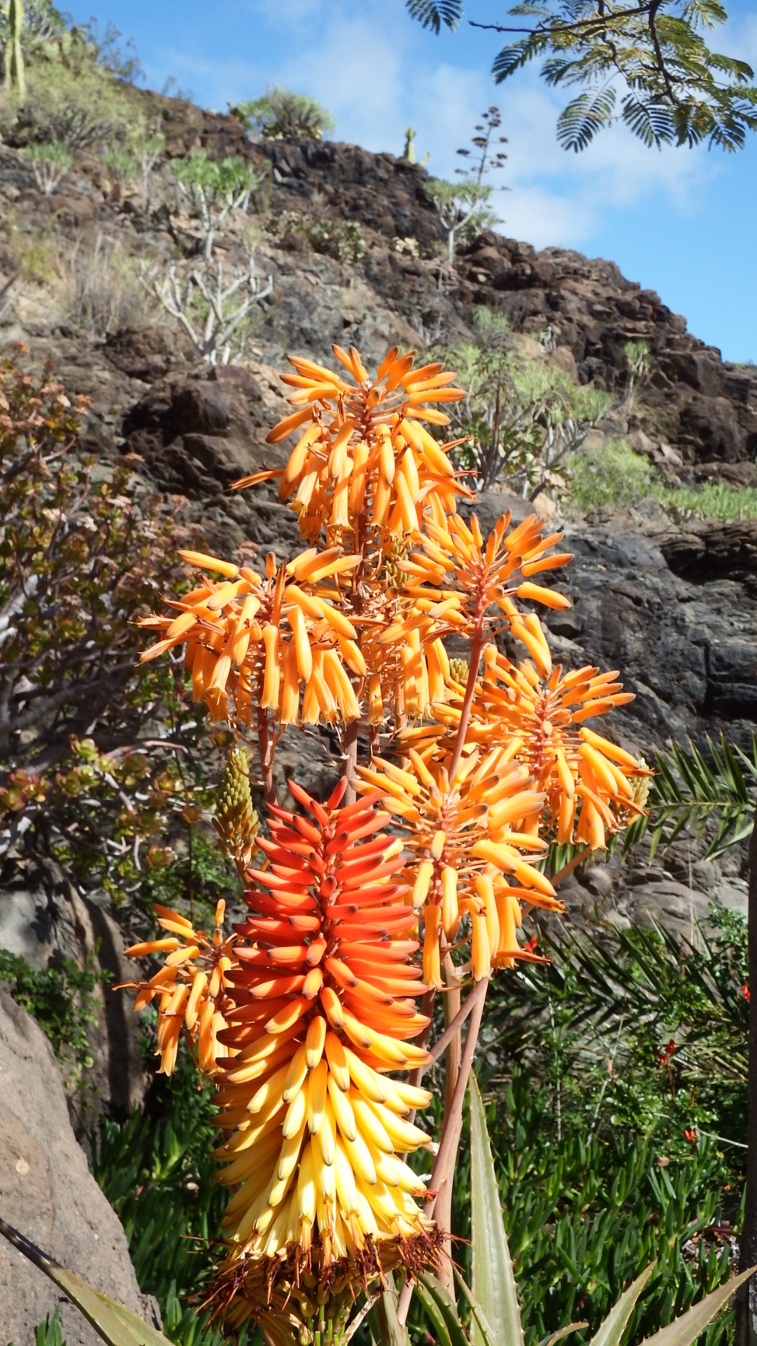 orange color, field, growth, aloe vera plant, land, botany, 1080P, orange, flower, cactus flower, inflorescence, no people, nature, cactus, tropical, aloe vera, Phone HD Wallpaper