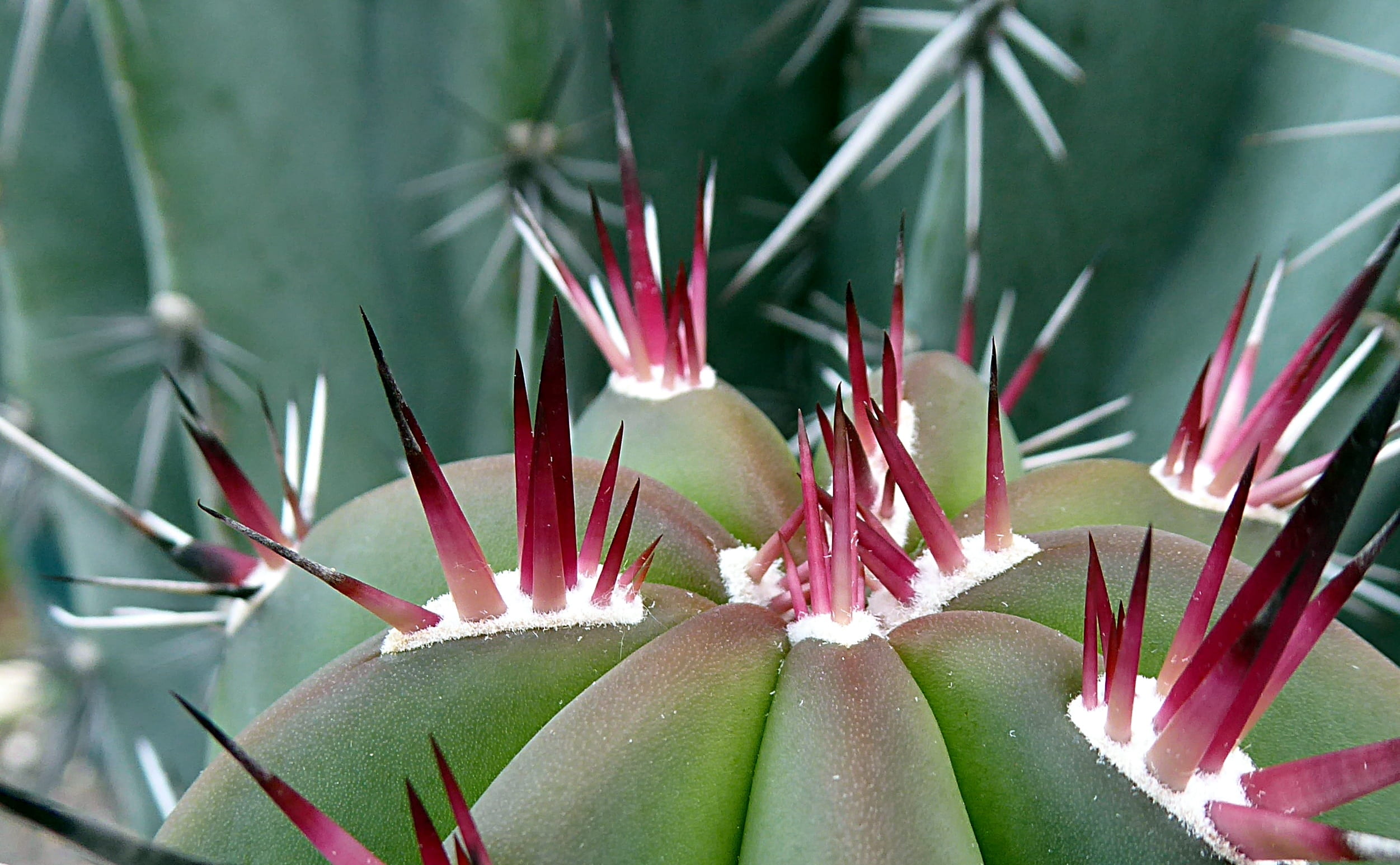 succulent plant, cactus, flower head, 1080P, growth, close-up, flower, focus on foreground, green color, close up, plant, freshness, flowering plant, thorn, HD Wallpaper