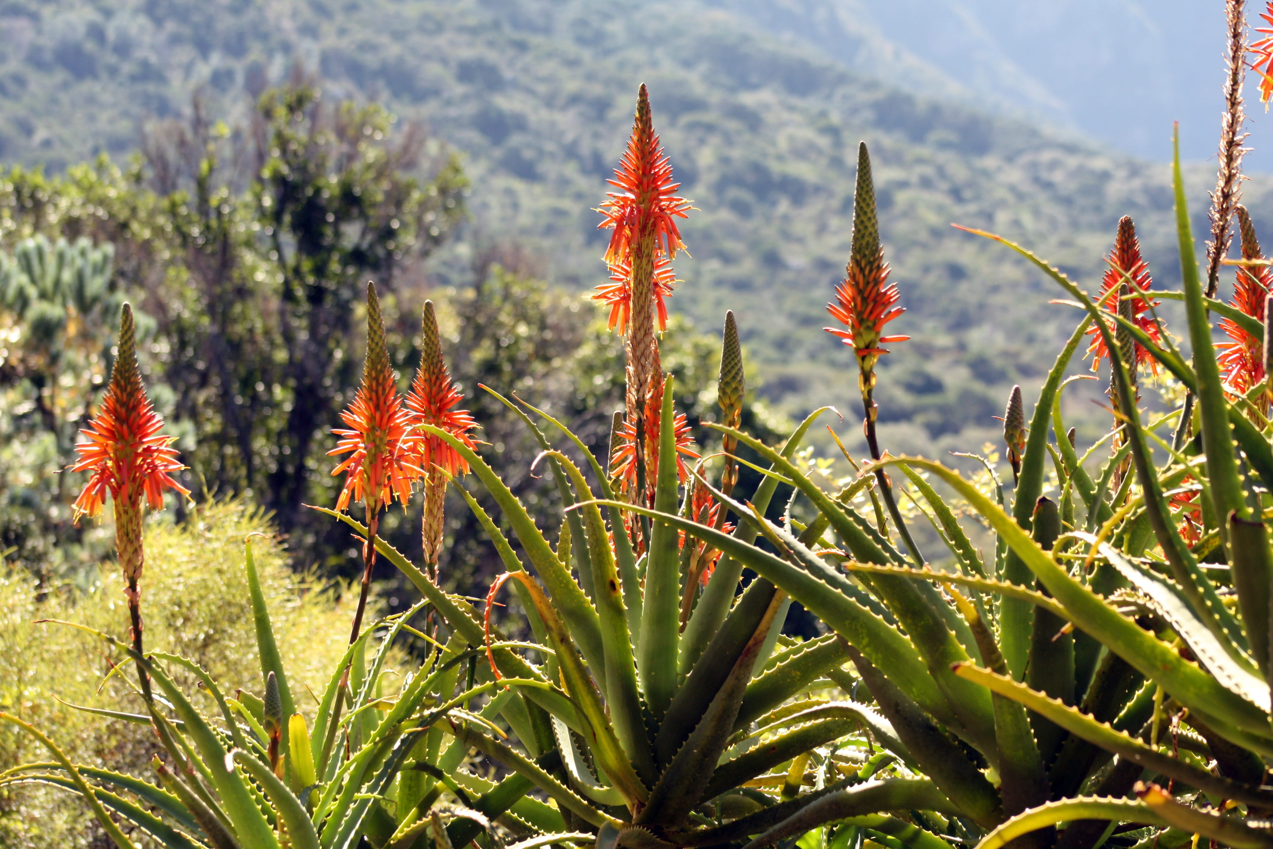 beauty in nature, aloe vera plant, no people, kirstenbosch, flowering plant, growth, freshness, outdoors, green color, scenics - nature, fragility, flower, HD Wallpaper