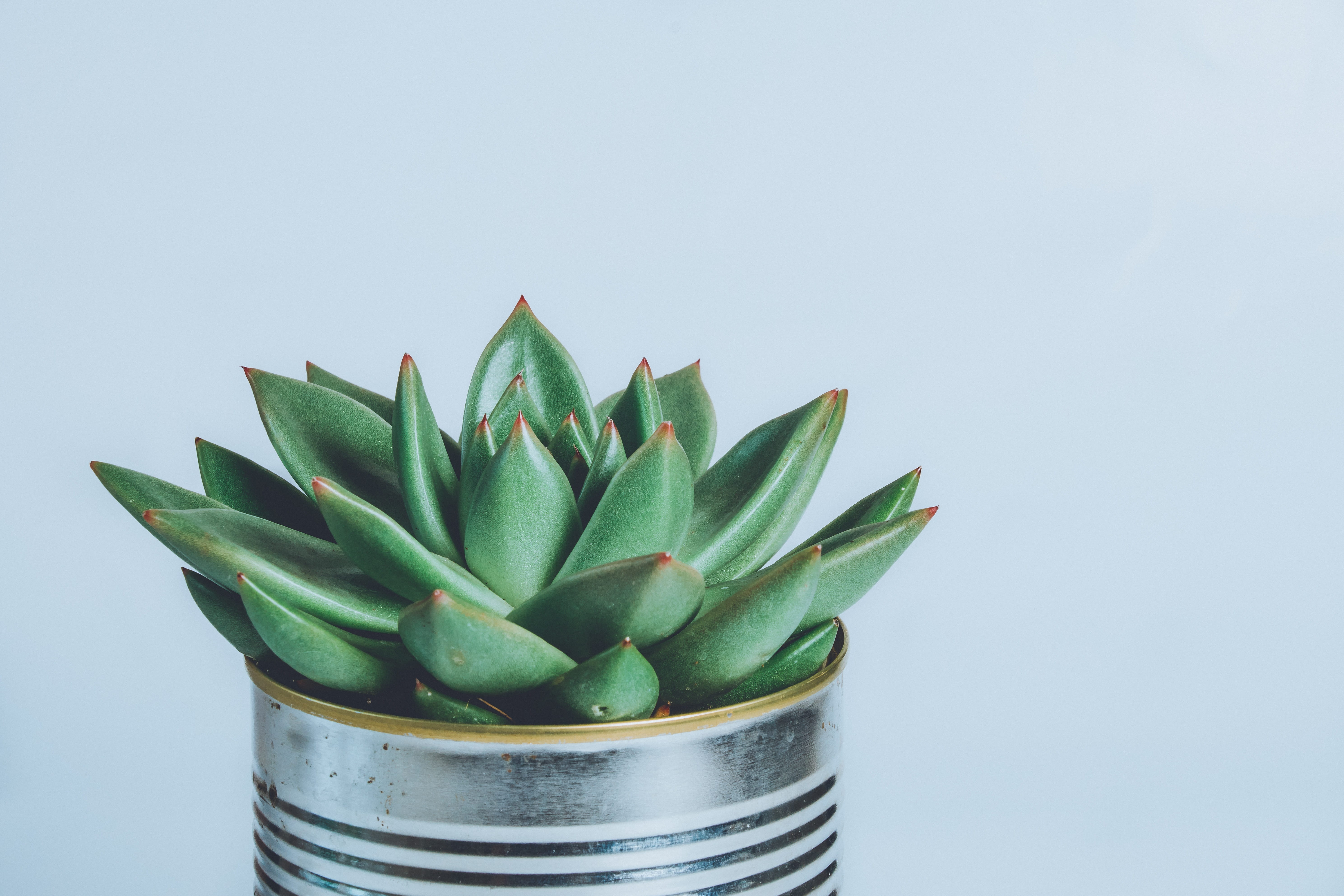 freshness, plant part, food, close-up, growth, aloe vera plant, still life, 5K, plant, food and drink, cactus, blue background, potted plant, leaf, copy space, HD Wallpaper