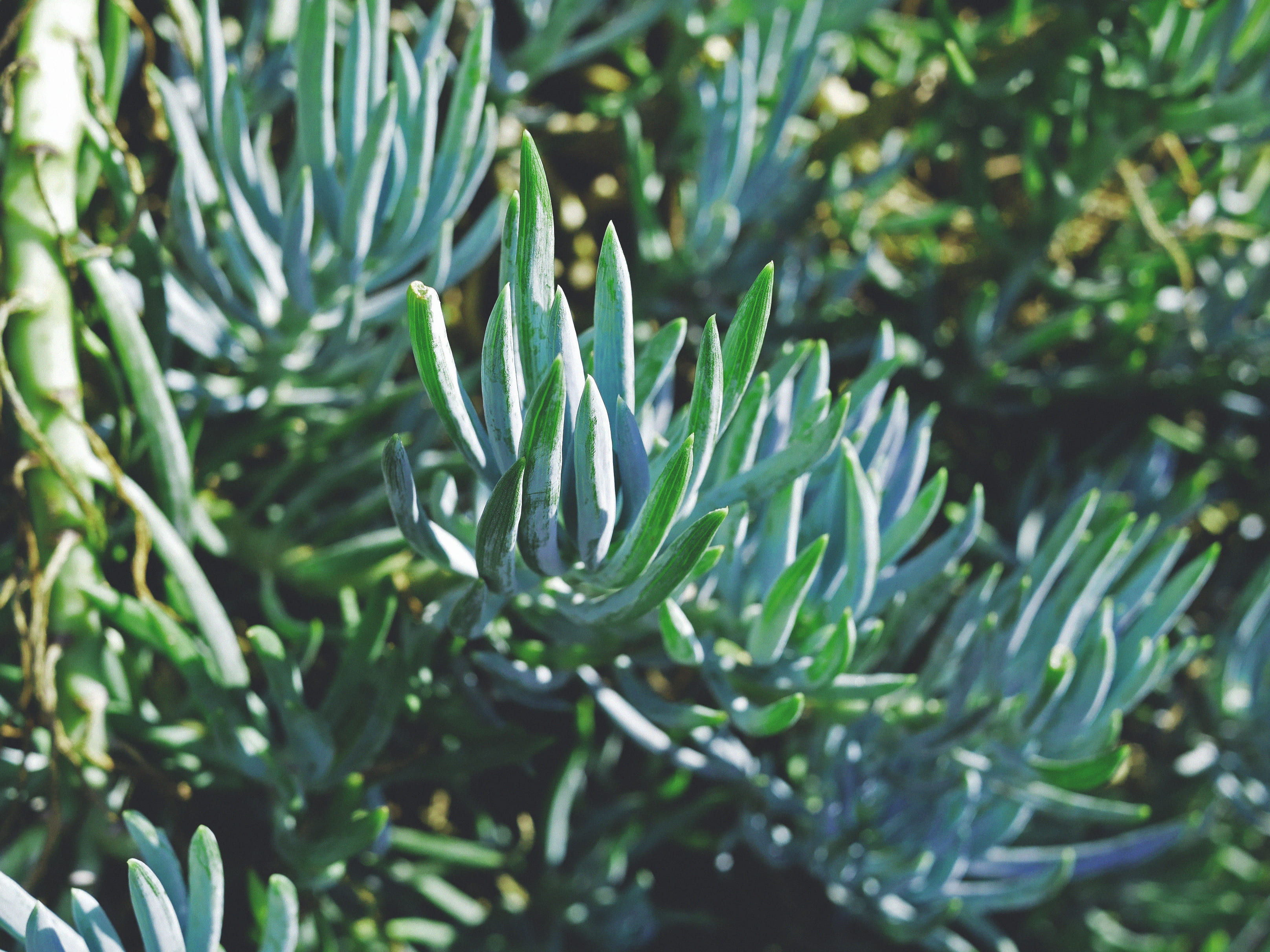 vera, no people, focus on foreground, selective focus, forest, succulent plant, needle - plant part, woodland, growth, tree, beauty in nature, leaf, coniferous tree, HD Wallpaper