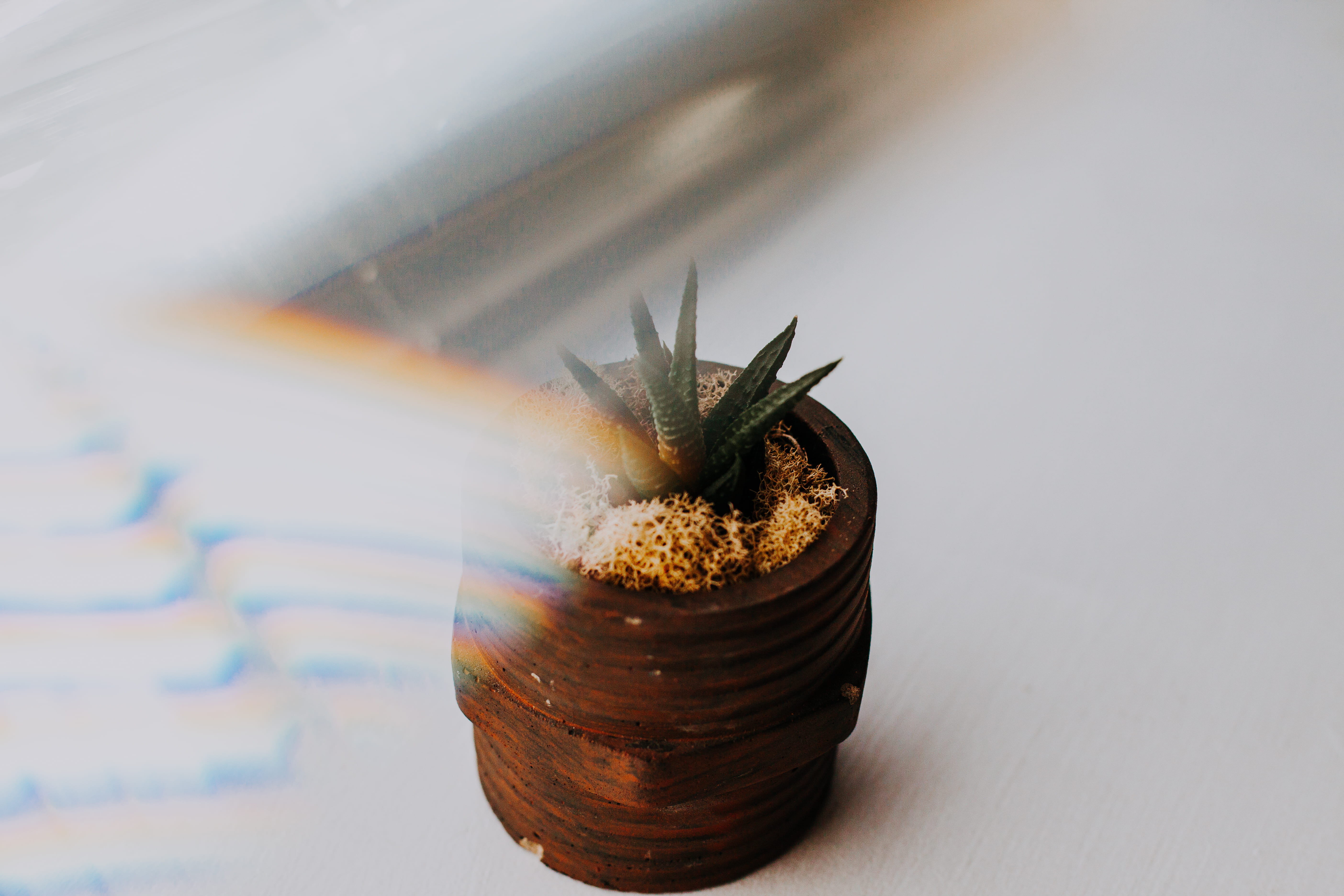 focus on foreground, marijuana - herbal cannabis, food and drink, vera, potted plant, decor, houseplant, food, cannabis plant, leaf, succulent, green, flower pot, HD Wallpaper