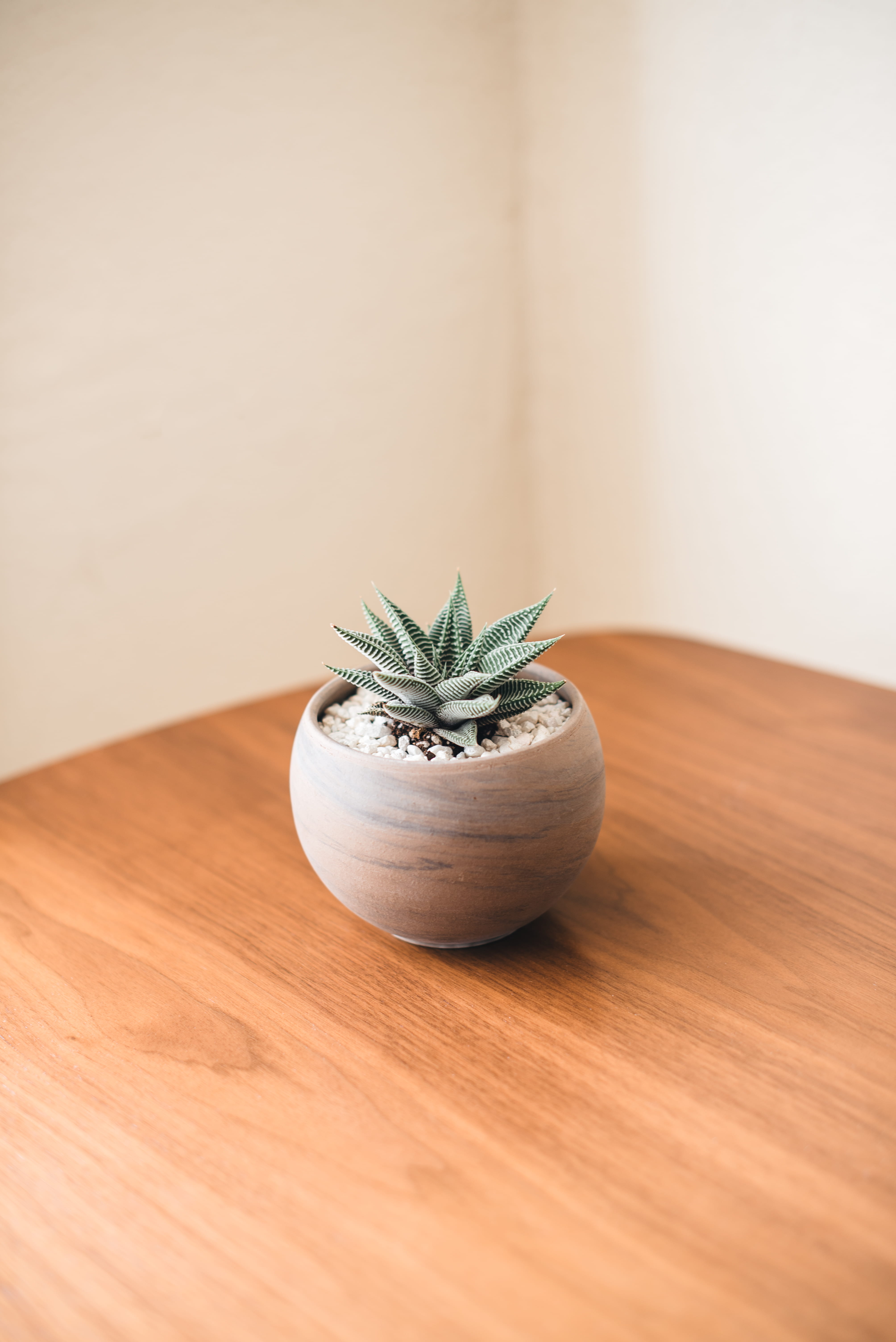nature, green, selective focus, 5K, workspace, stone, food and drink, close-up, wooden, aloe, green color, no people, freshness, pot, healthy eating, food, Phone HD Wallpaper