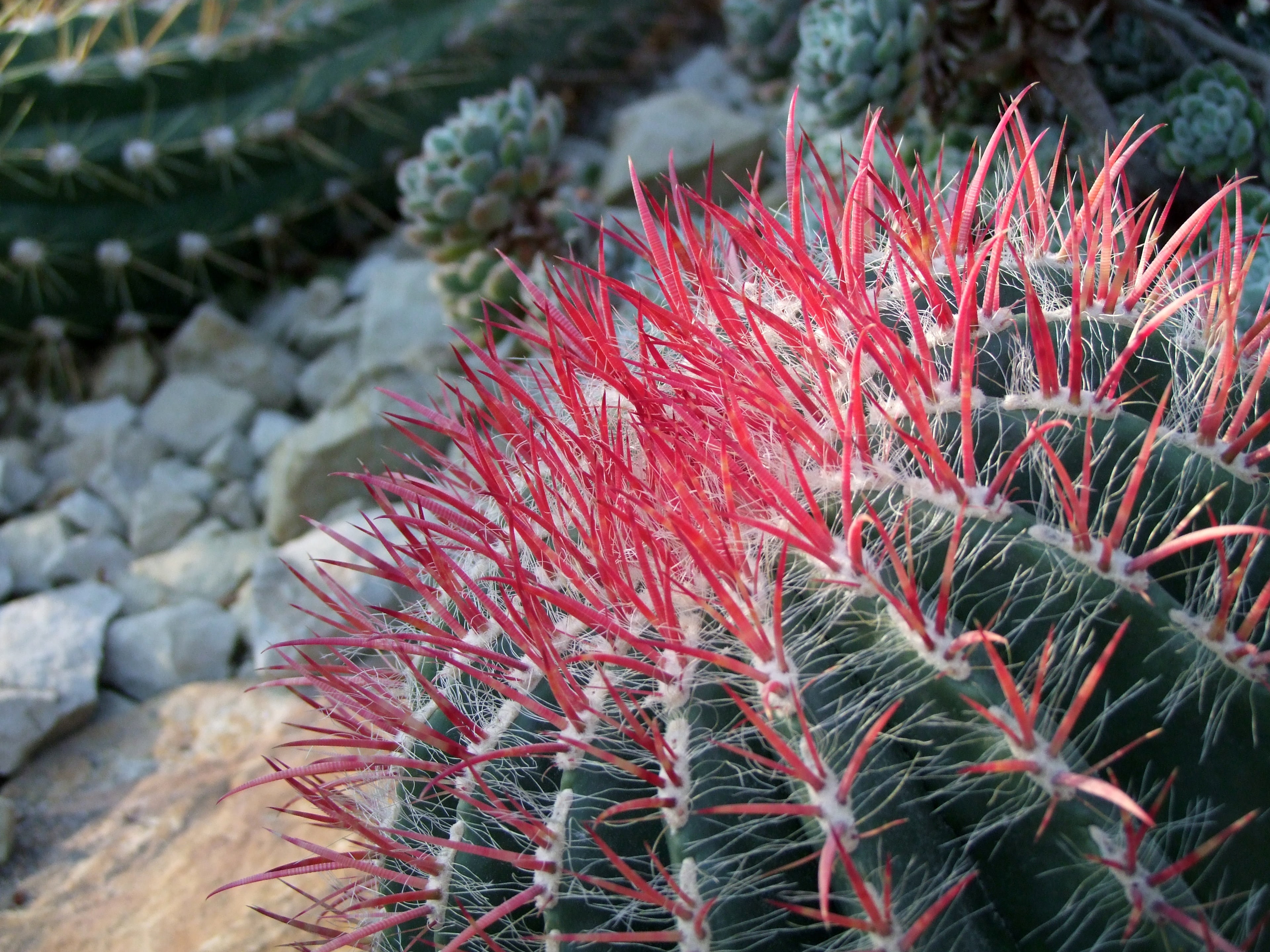close-up, day, coniferous tree, thorn, red, fragility, growth, aloe vera plant, cactaceae, sharp, spiked, solid, flower, no people, prickly, 4K, nature, HD Wallpaper