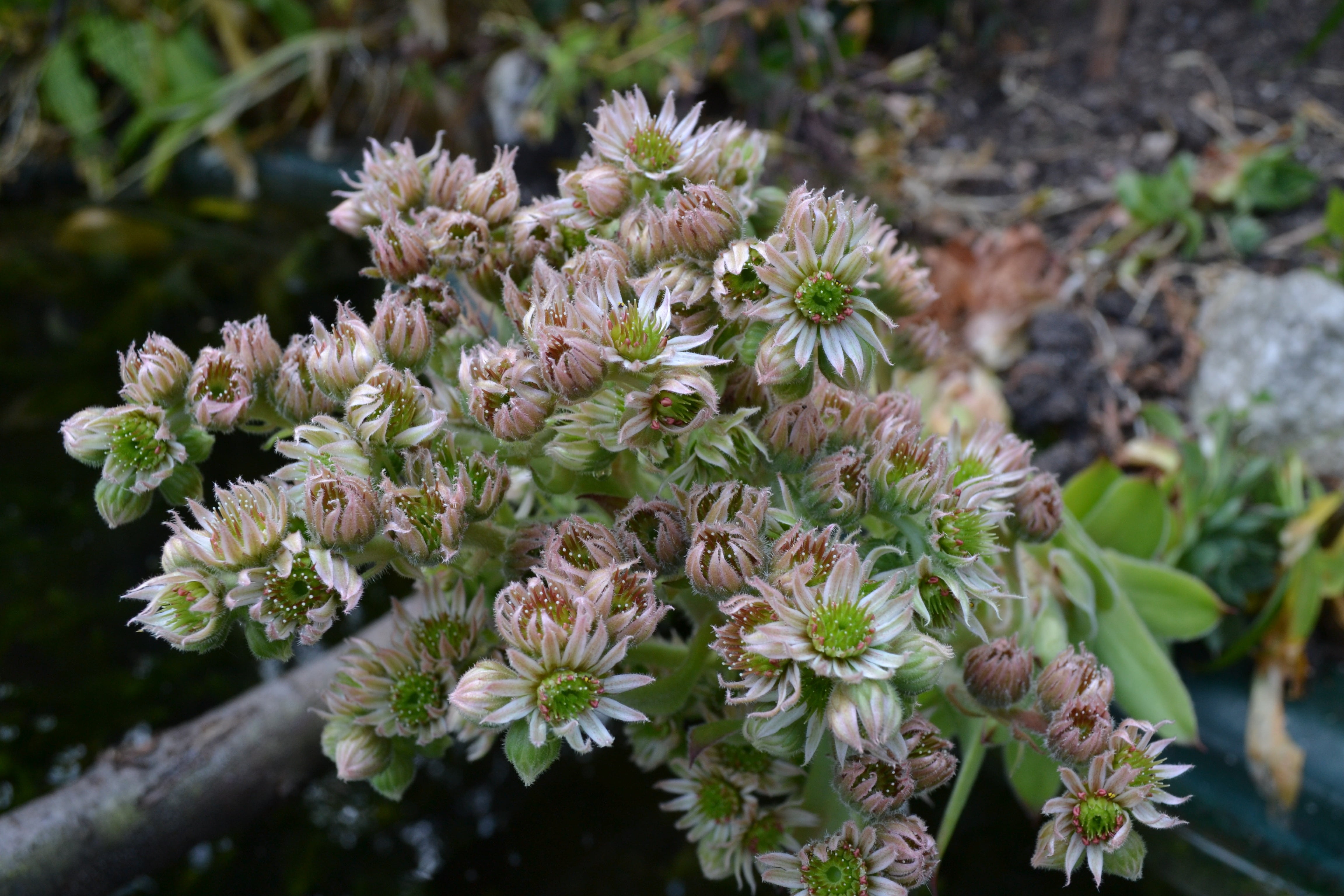 white color, ice plant, nature, flowers, inflorescence, flowering plant, pollen, flower, leaves, fragility, plant, english aloe vera, outdoors, edible, HD Wallpaper