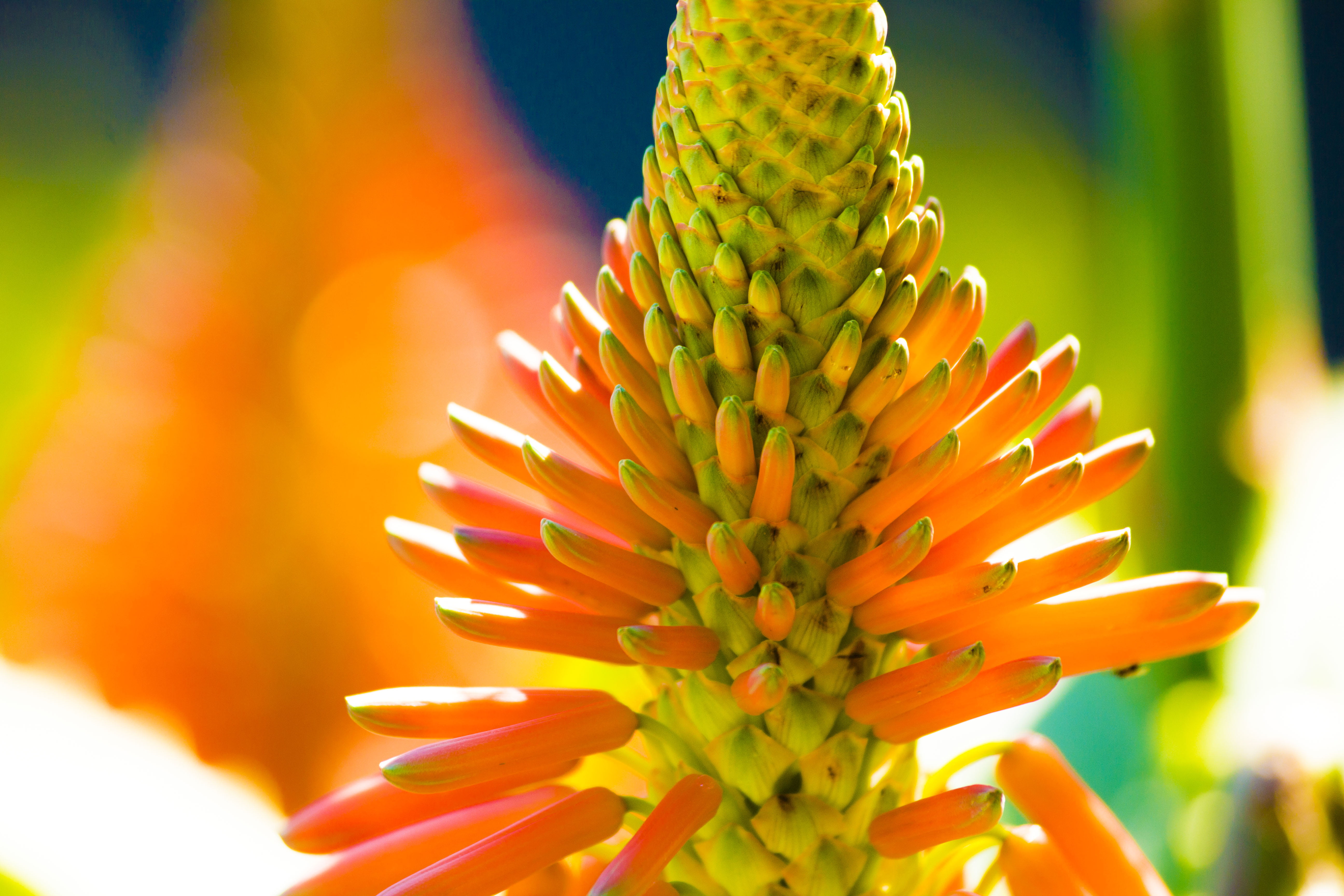 petals, petal, fragility, nature, springtime, 5K, colourful, outdoors, day, Aloe vera, flowering plant, tropical, soft focus, selective focus, pollen, HD Wallpaper