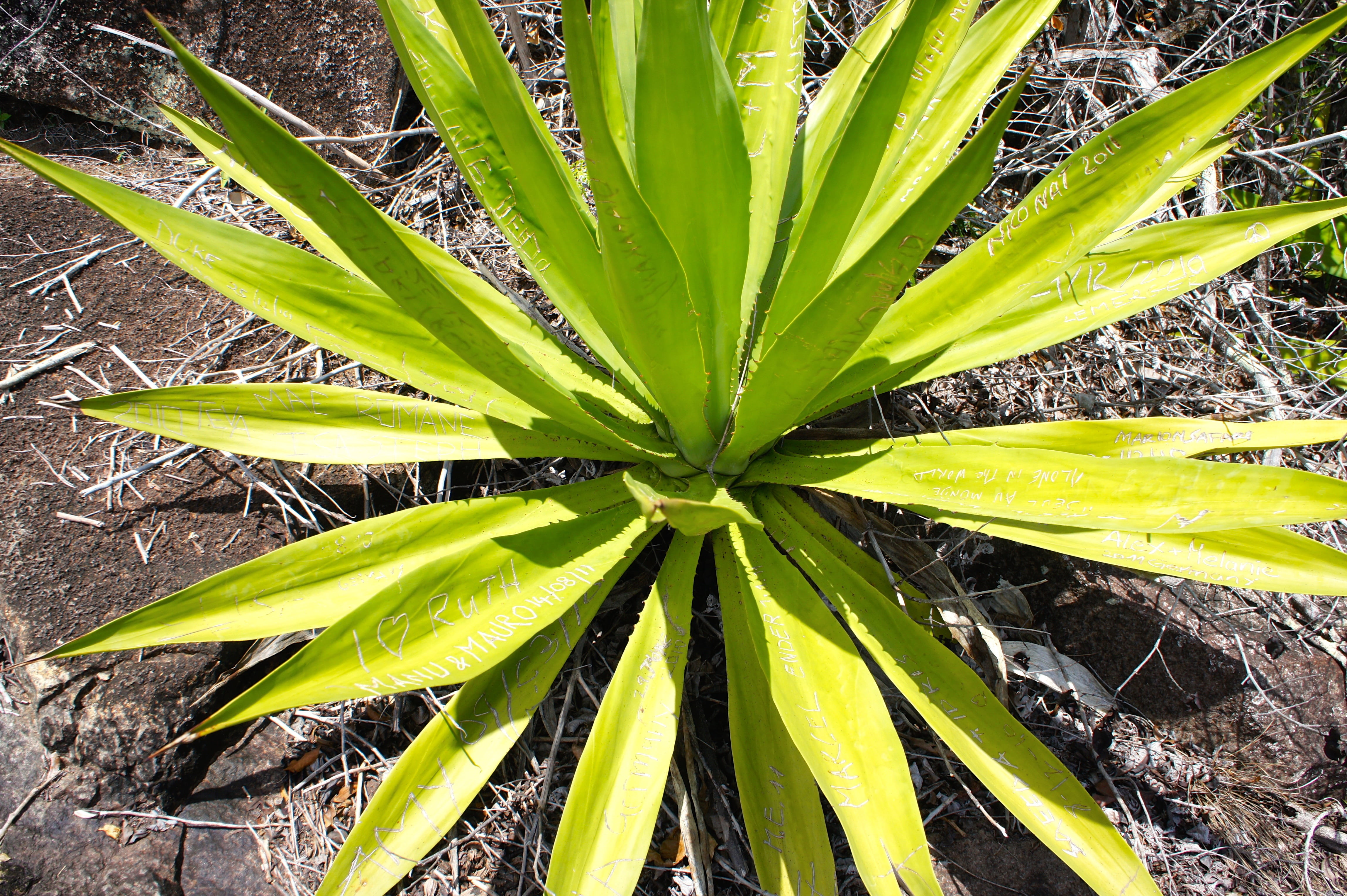 day, high angle view, freshness, no people, directly above, agave, beauty in nature, 4K, plant part, tropics, cactus, growth, food, land, aloe, leaf, outdoors, HD Wallpaper