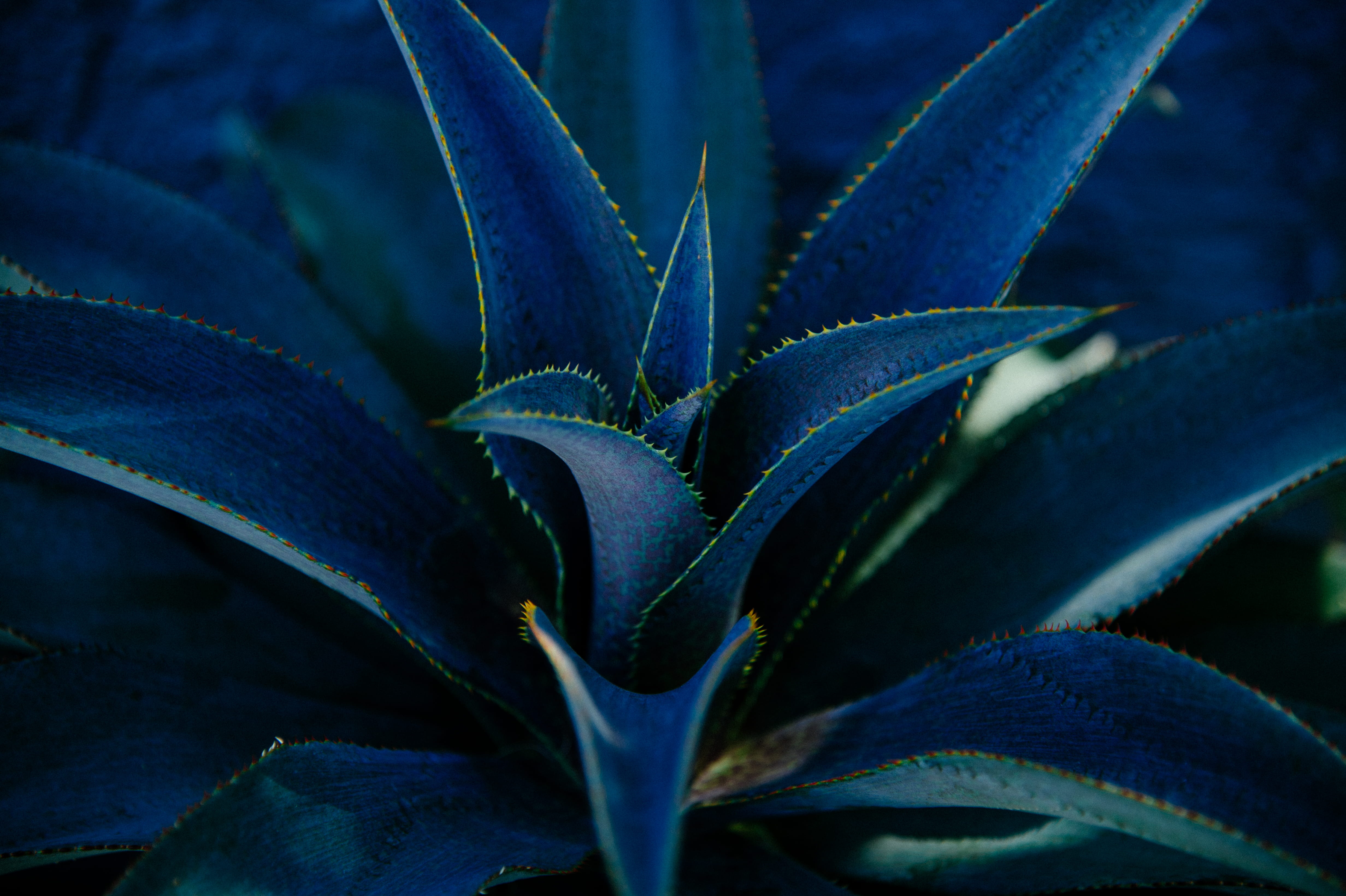 green, medicine, blue, succulent plant, beauty in nature, aloe vera plant, green color, healthcare and medicine, food, growth, herbal medicine, plant part, HD Wallpaper