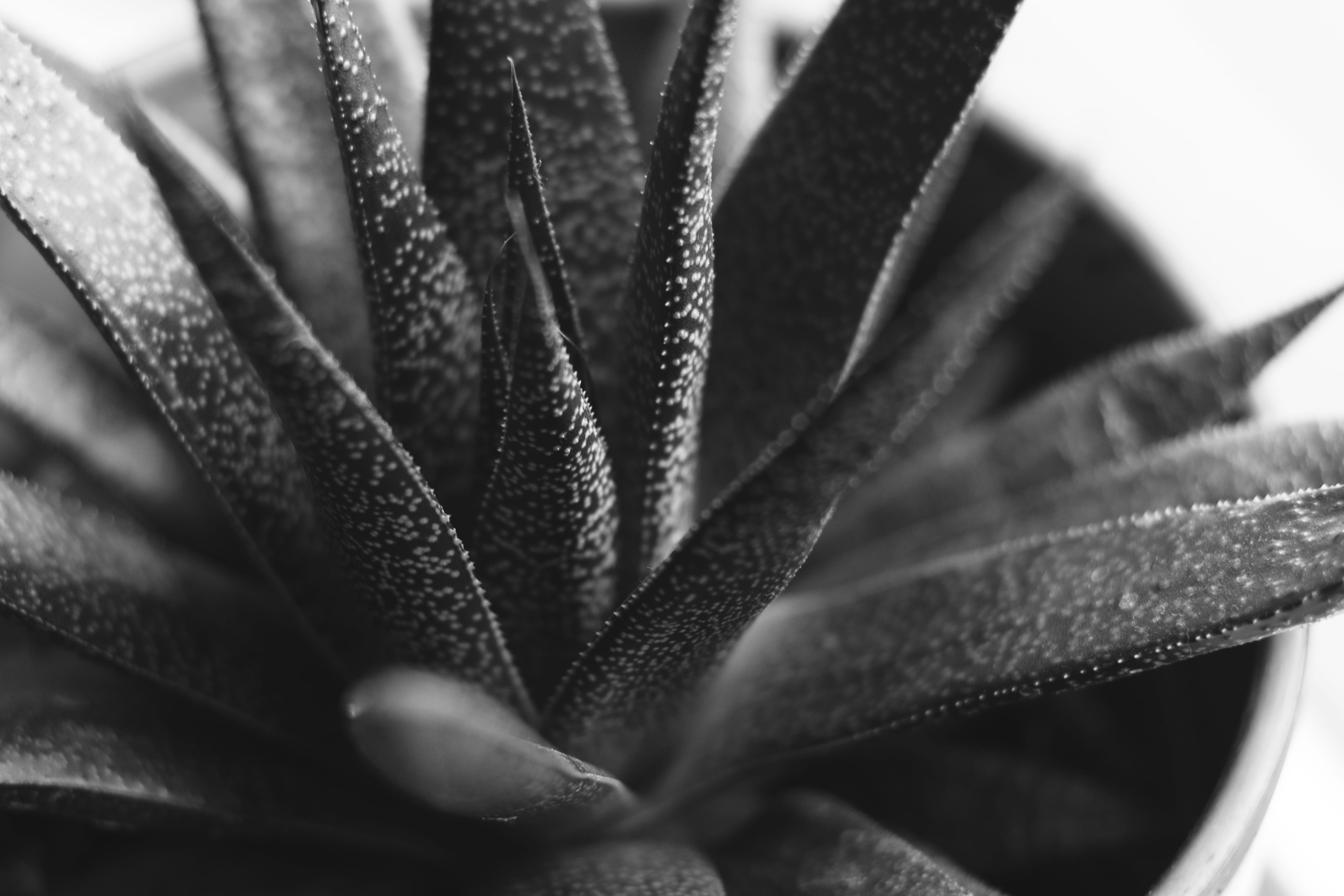 focus on foreground, leaf, aloe vera plant, plant, aloe, plant part, backgrounds, beauty in nature, day, freshness, close-up, selective focus, succulent, HD Wallpaper