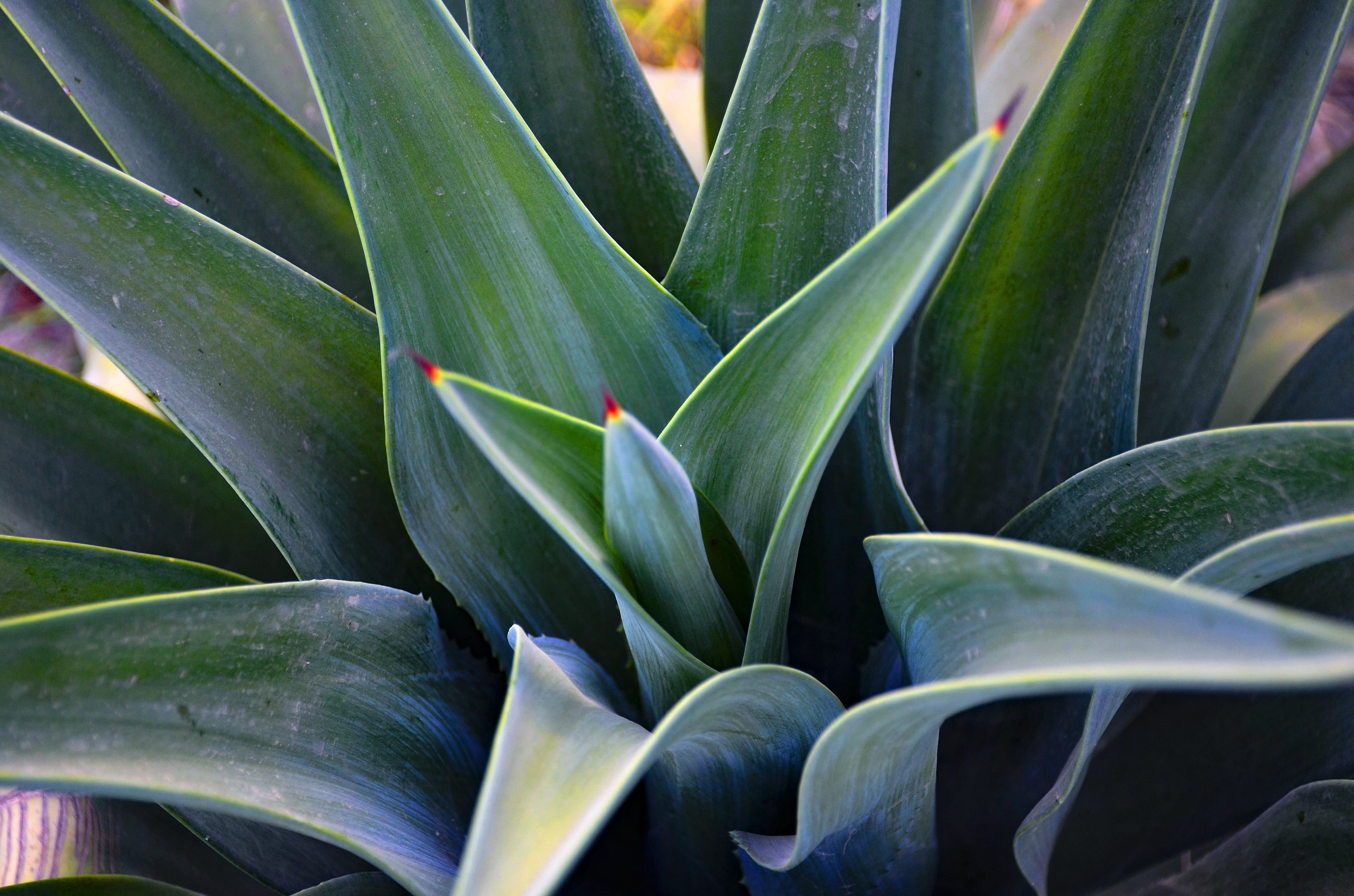 succulent plant, texture, day, pattern, medicine, leaves, high angle view, leaf, close-up, 4K, flower, vibrant, forest, colorful, outdoors, aloe vera plant, HD Wallpaper