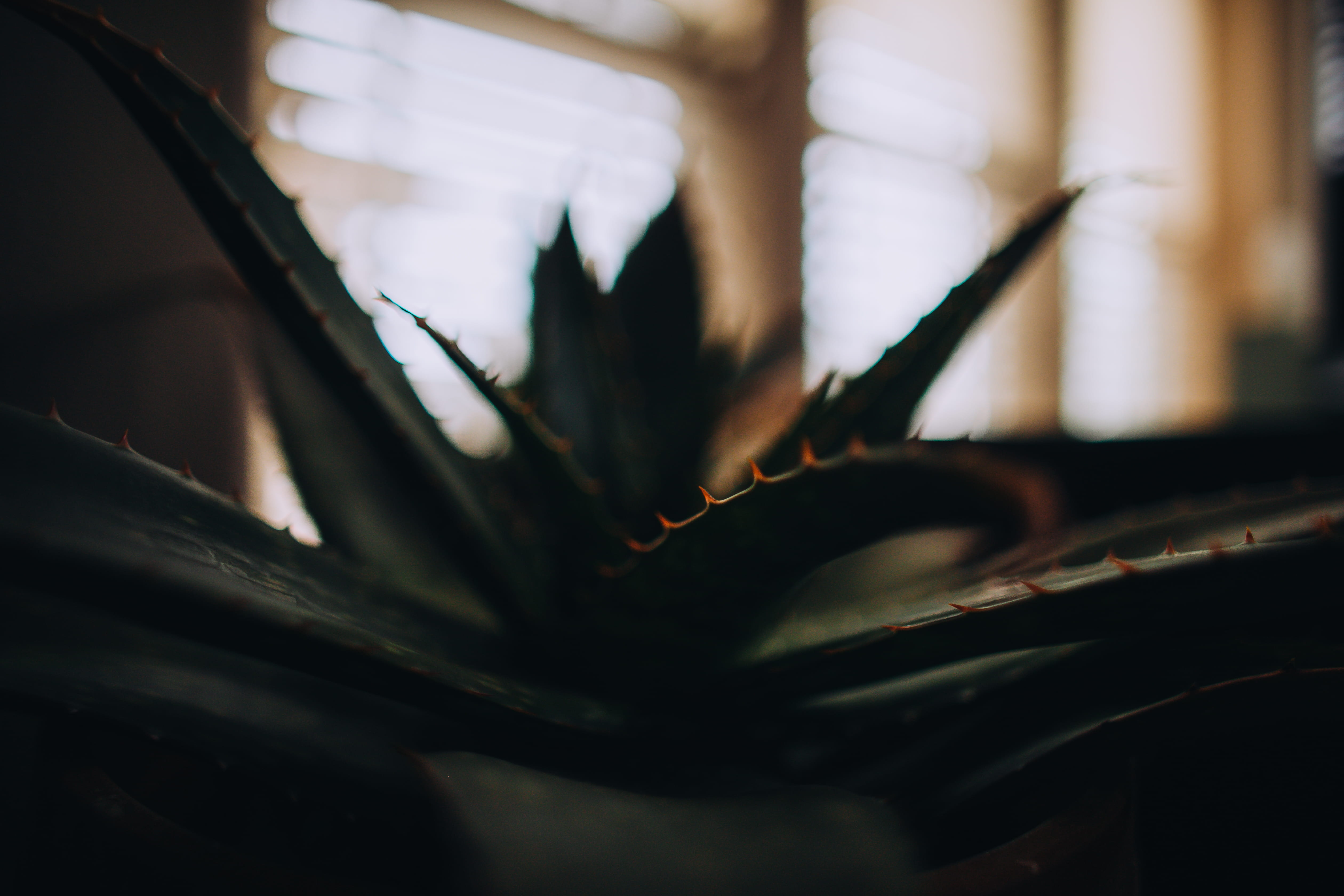 aloe, selective, nature, plant part, day, light, focus, spikes, close-up, selective focus, dark, still life, 4K, growth, fragility, green color, plant, HD Wallpaper