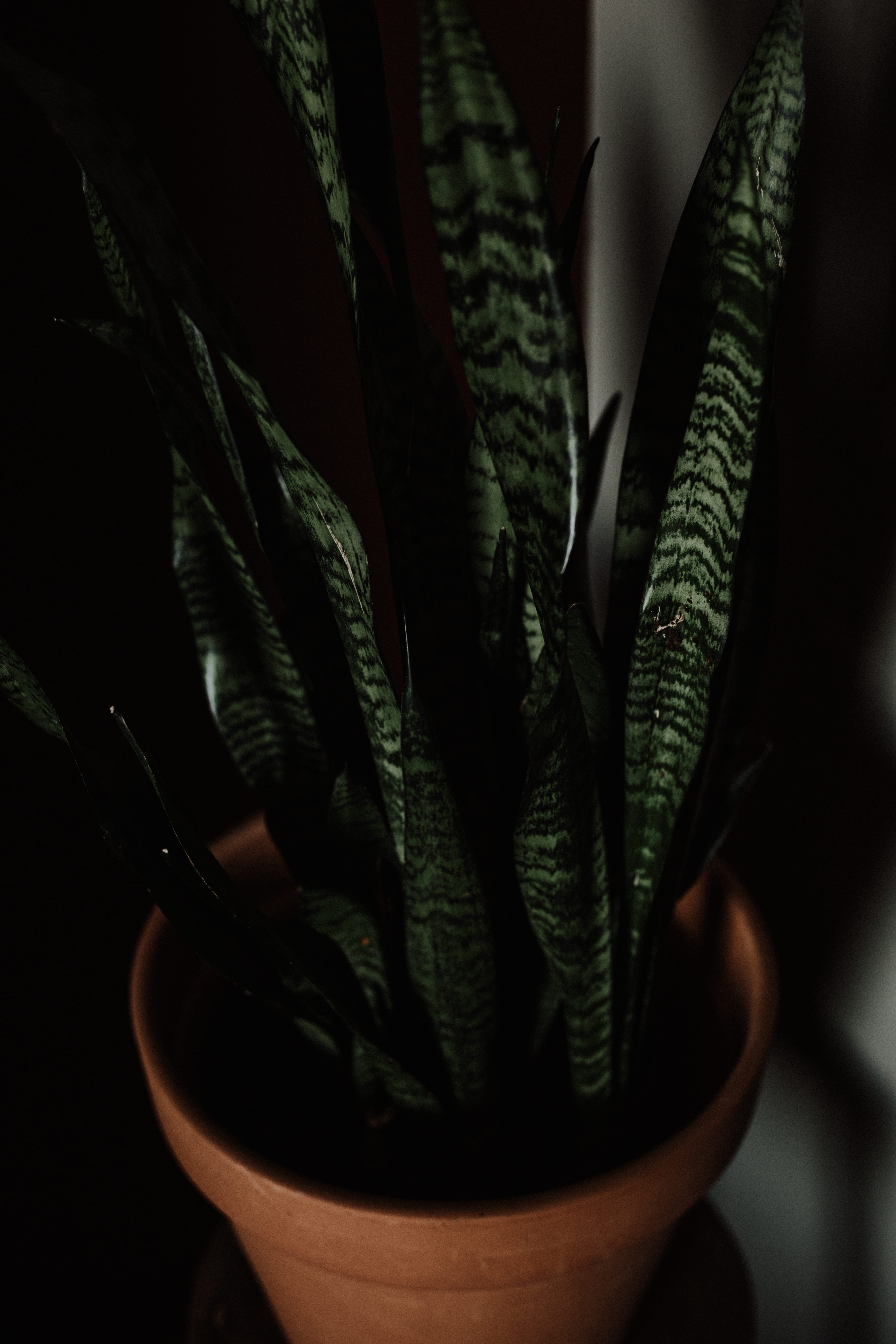 decor, alternative medicine, beauty in nature, leaf, pot, green color, modern, 5K, focus on foreground, no people, freshness, close-up, aloe vera plant, Phone HD Wallpaper