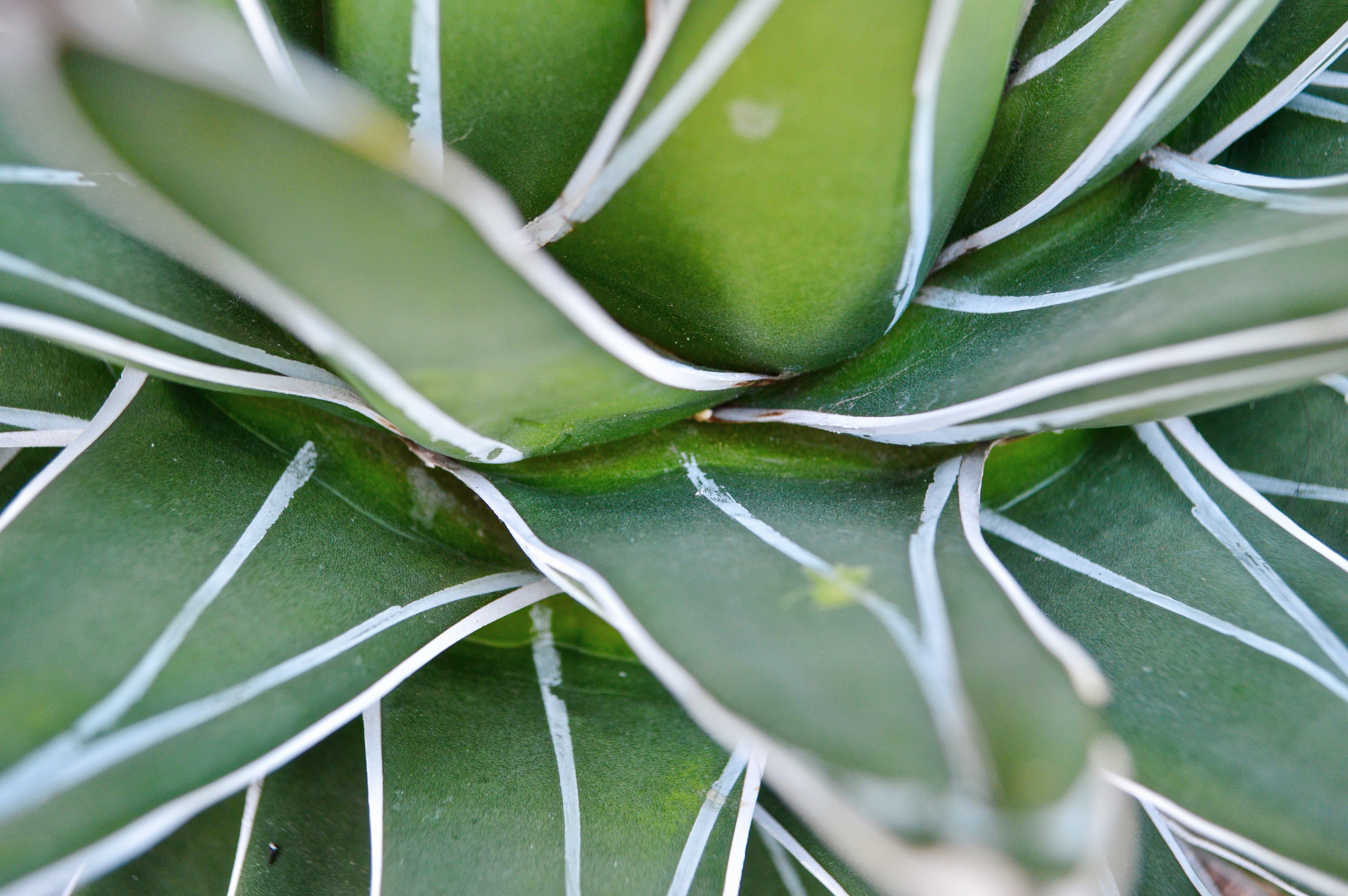 veins, food, growth, plant part, cucumber, vegetable, leaf, outdoors, aloe, 5K, melon, clock, weapon, cactus, sharp, day, nature, close-up, weaponry, spear, HD Wallpaper
