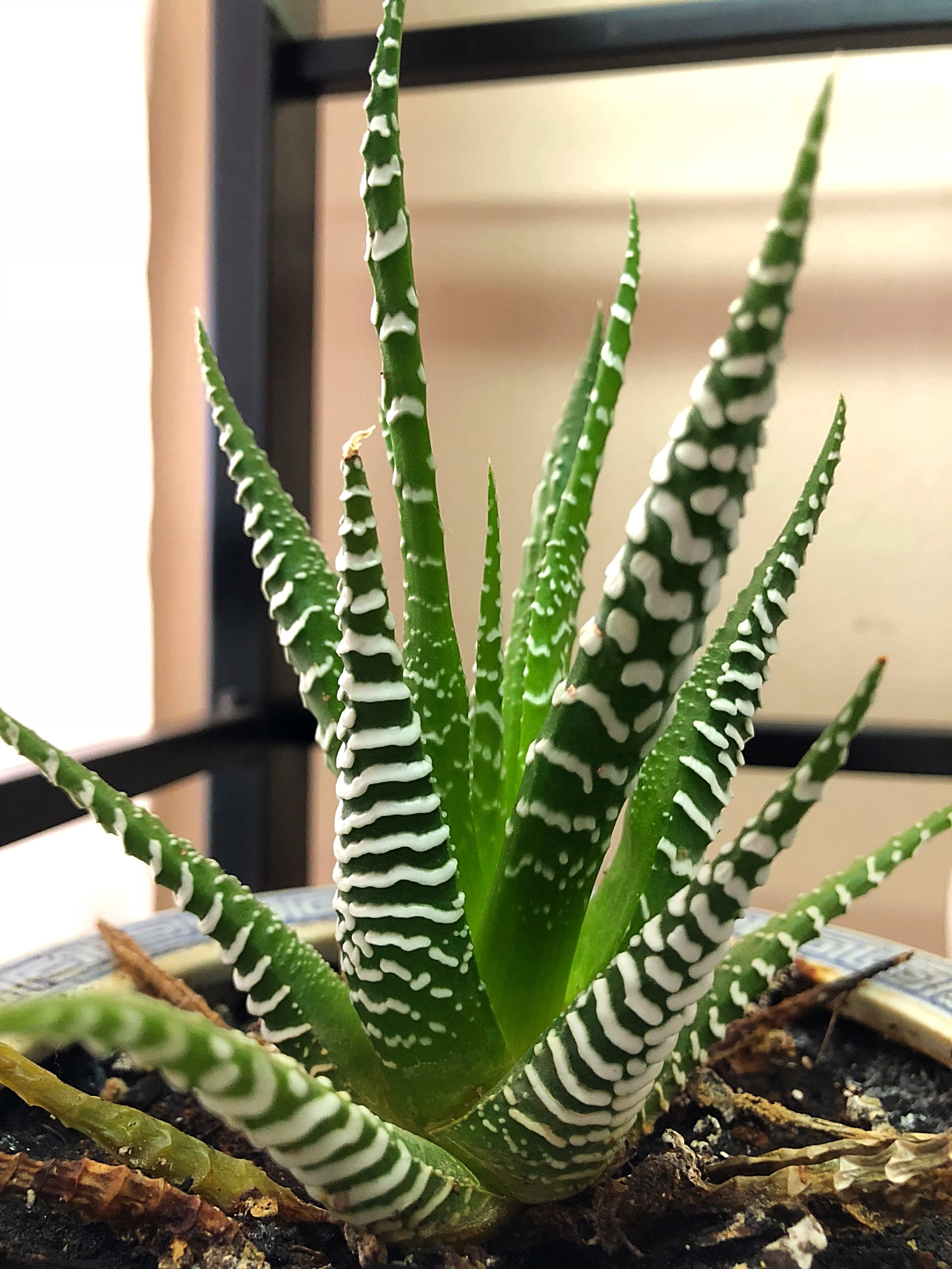 4K, spiked, container, day, plant part, natural, pot, grow, botanical, thorn, garden, botany, outdoors, focus on foreground, plant, cactus, decorative, Phone HD Wallpaper