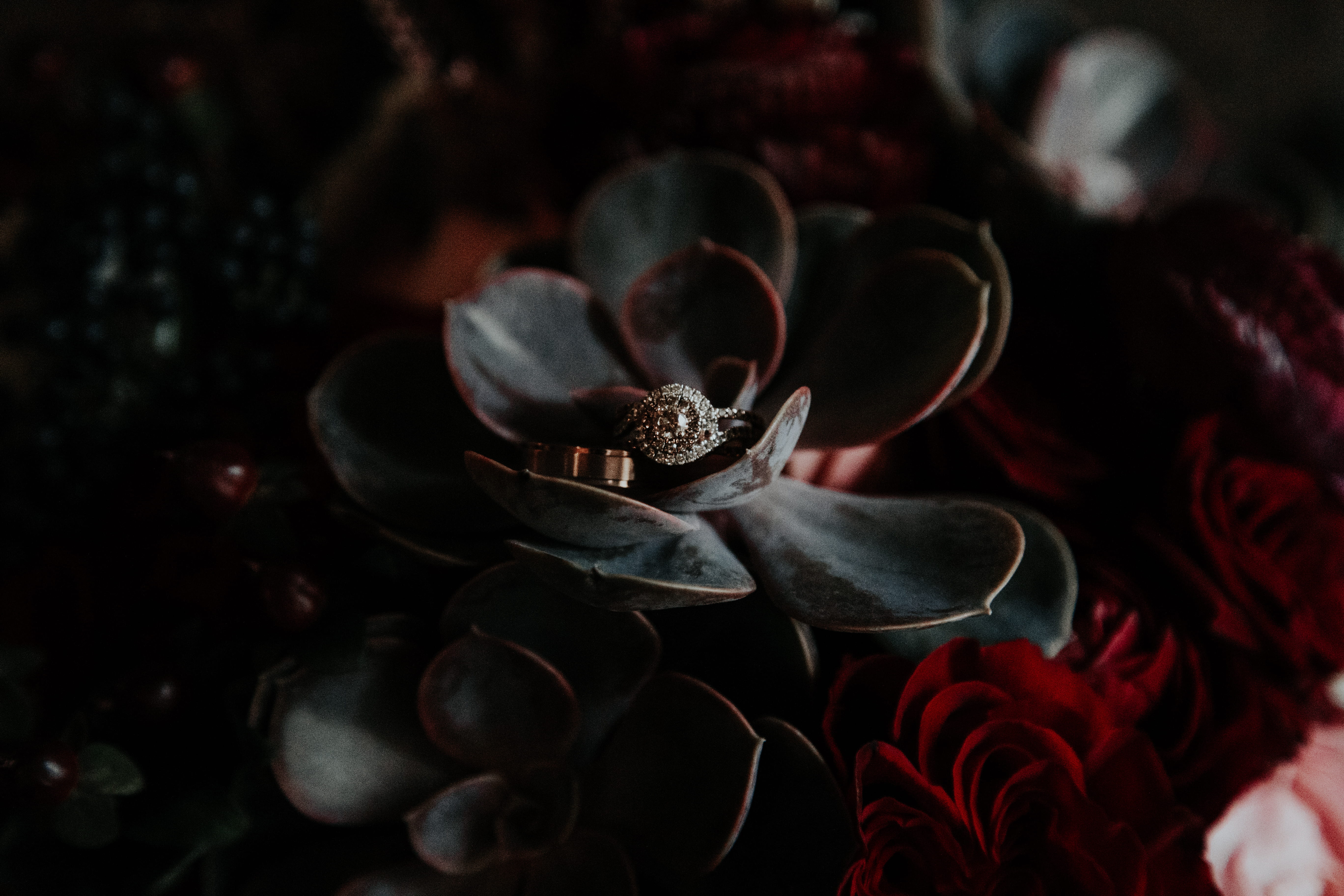 focus on foreground, flower head, flower, flowers, selective focus, red, flower arrangement, black, no people, silver, 5K, fragility, ring, leaf, floral, HD Wallpaper