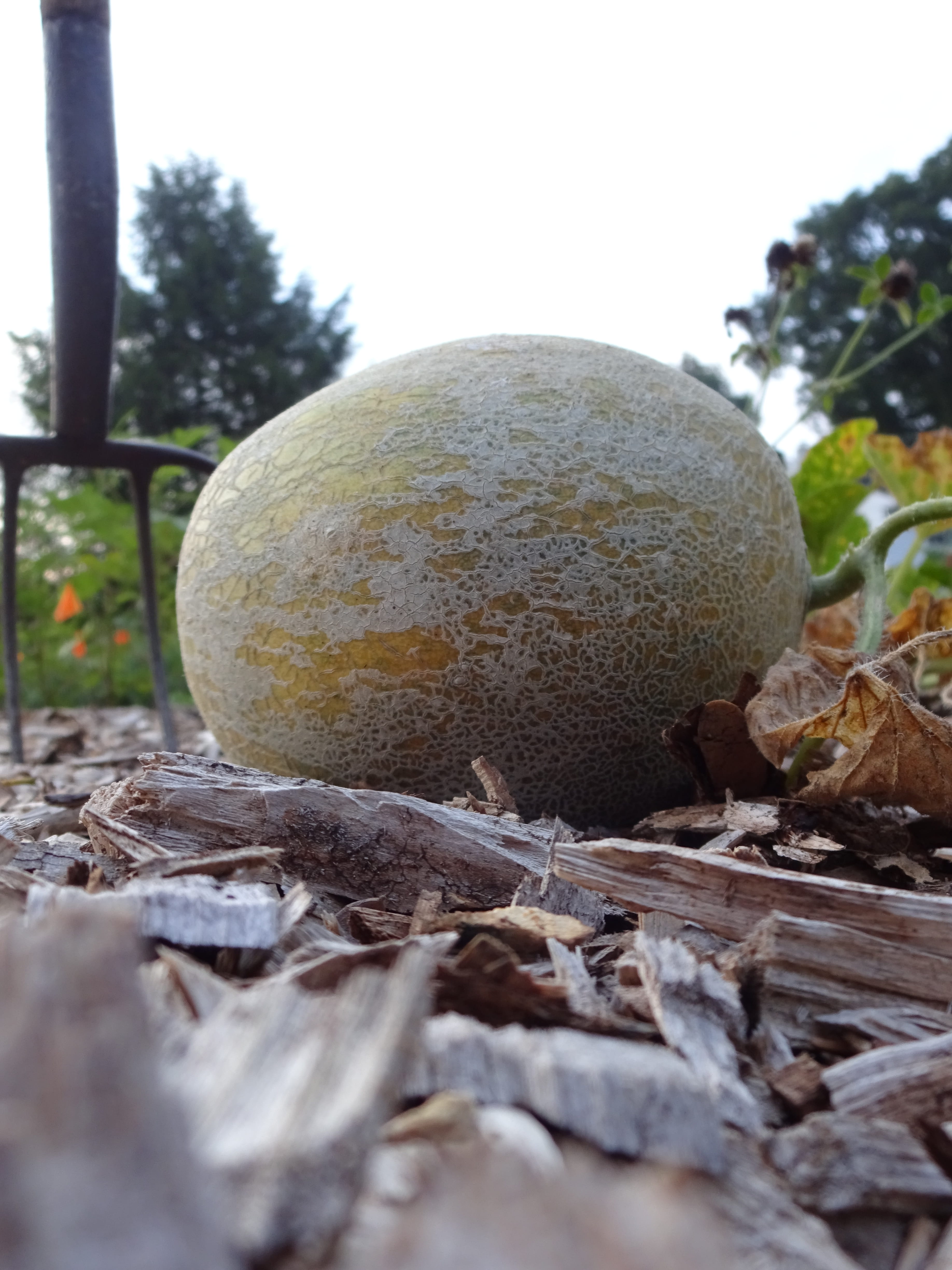 summer, natural, fungus, food and drink, land, vegetable, growth, melons, green, sphere, healthy, melopepo, no people, grow, mushroom, surface level, field, Phone HD Wallpaper