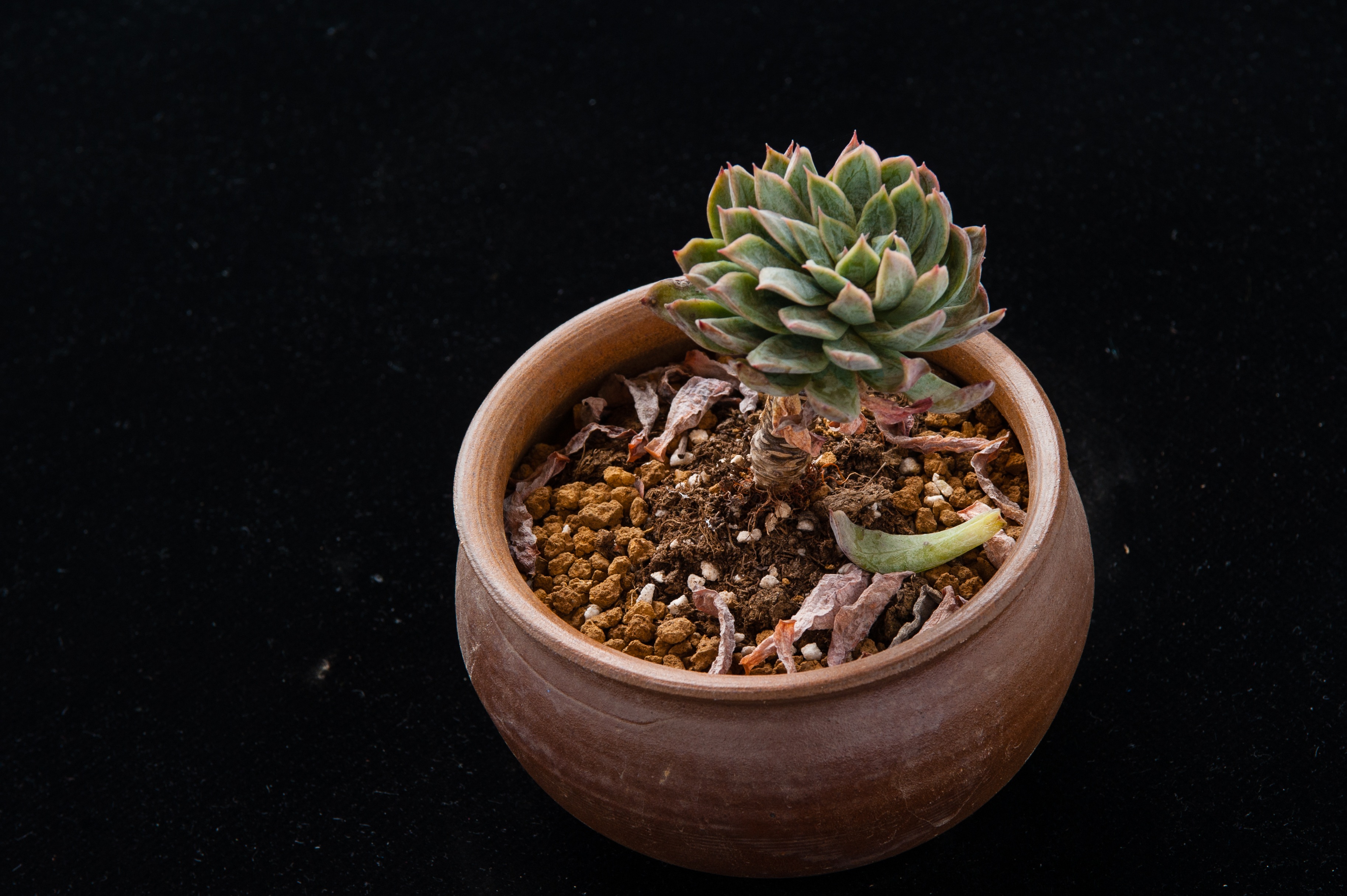 potted plants, flower, close-up, growth, botany, freshness, indoors, plant, black background, cactus, succulent plant, food and drink, 2K, gardening, potted plant, HD Wallpaper