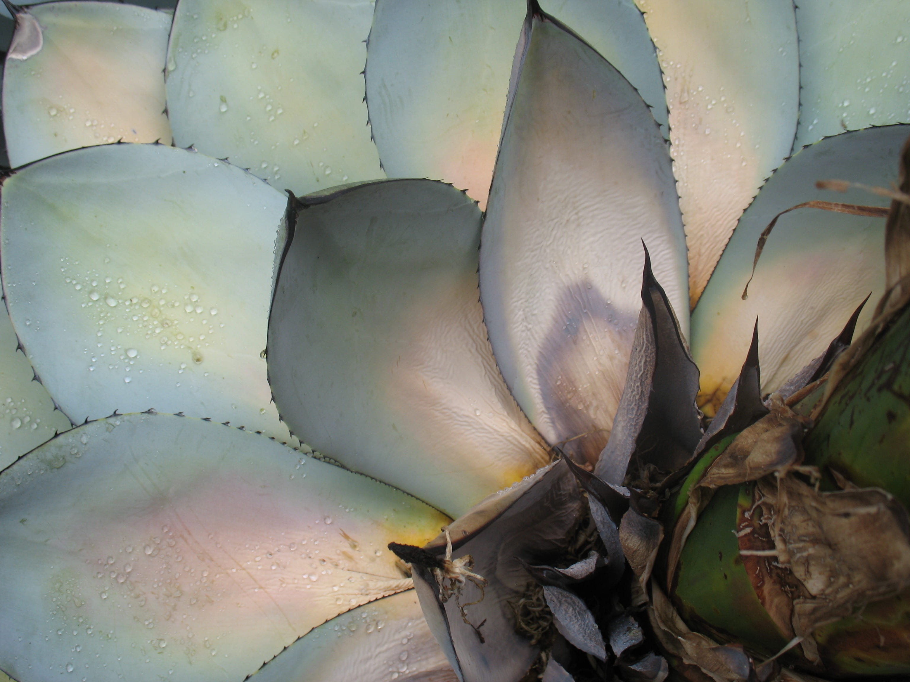 lotus, leaf, outdoors, close up, vegetable, day, freshness, backgrounds, succulent plant, growth, animal wildlife, beauty in nature, leaves, exotic, fragility, HD Wallpaper
