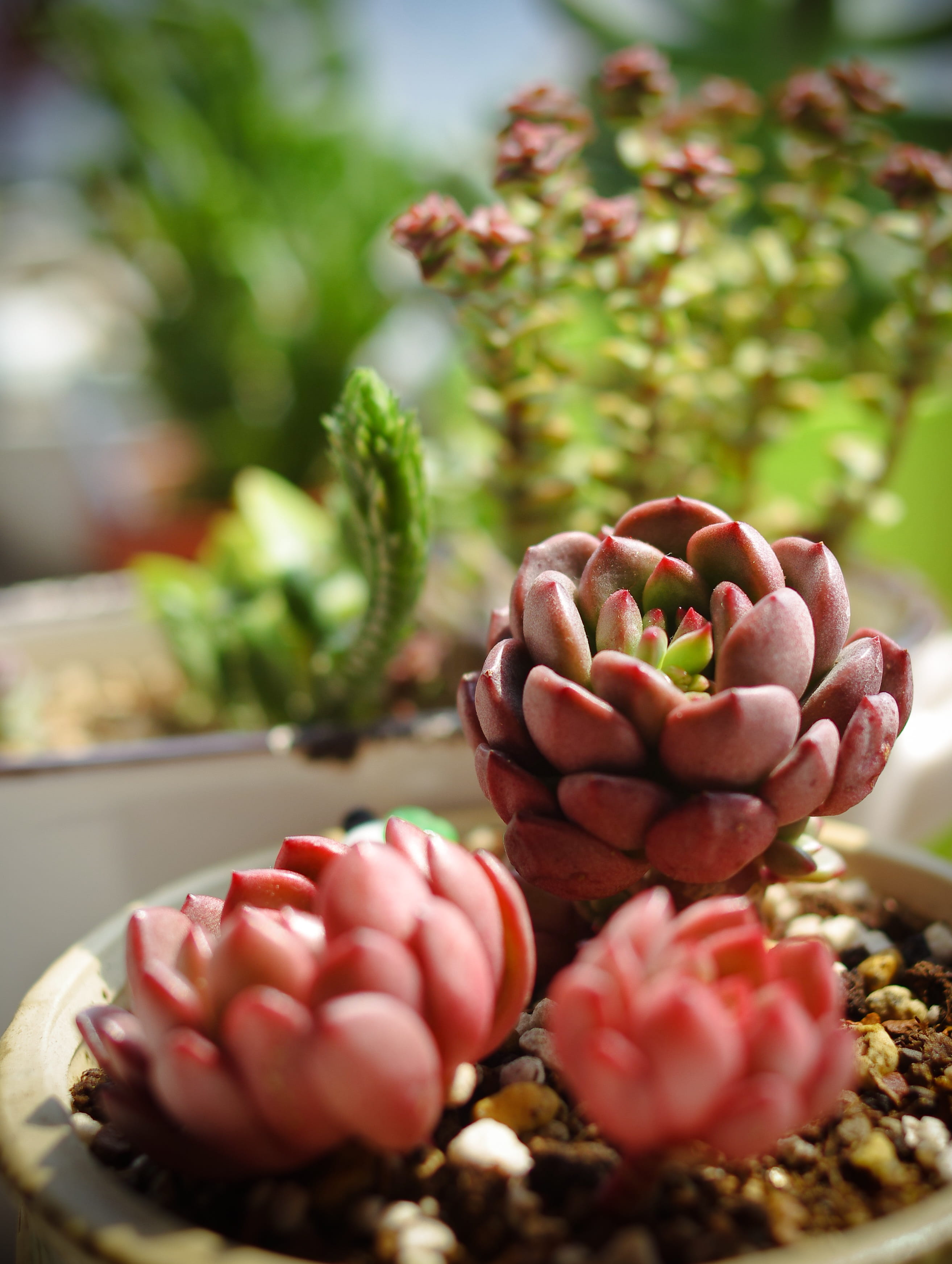 cactus, no people, Flower, healthy eating, selective focus, colorful, close-up, flowers and plants, the fleshy, succulent plant, day, freshness, focus on foreground, Phone HD Wallpaper