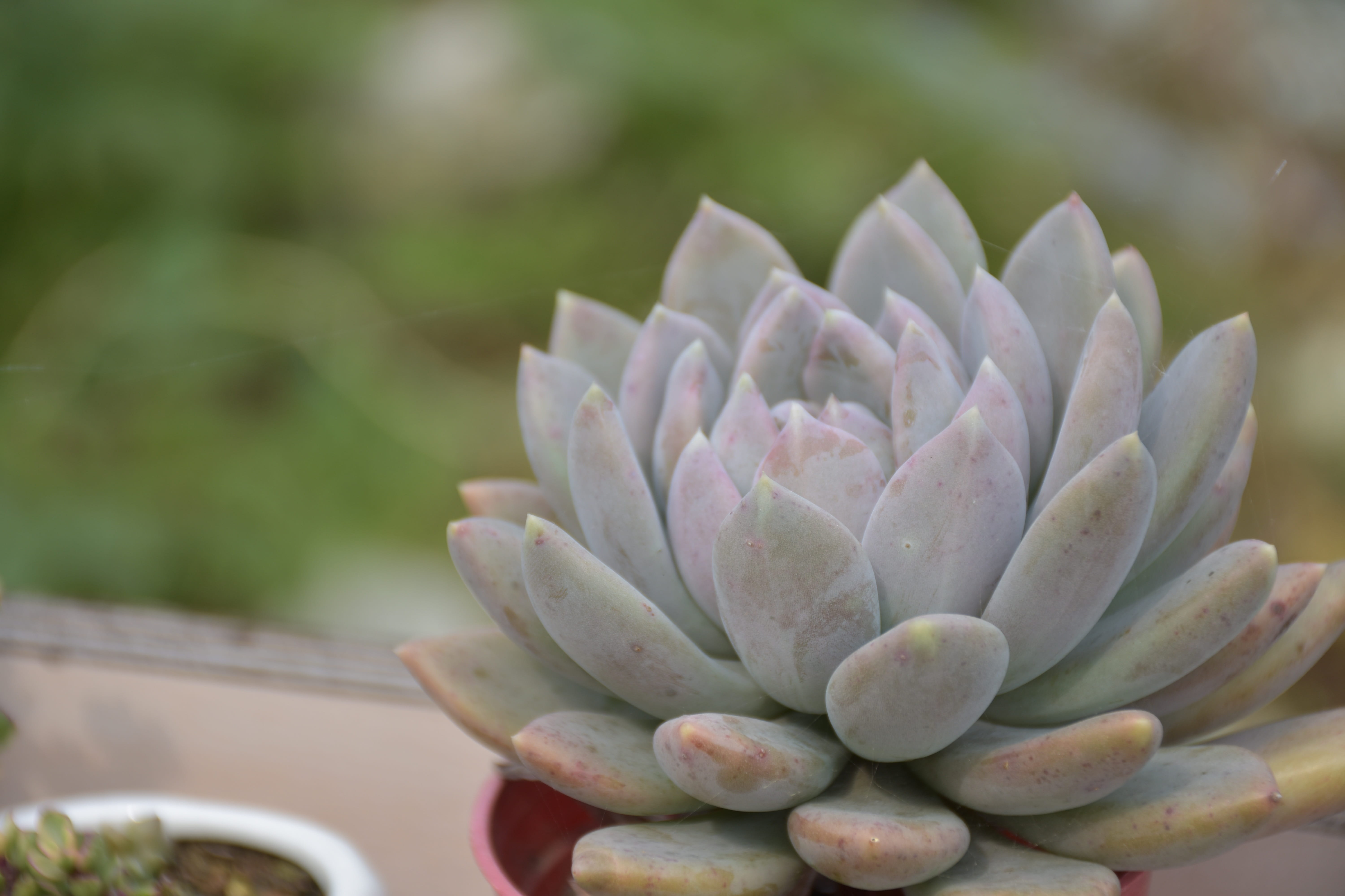 nature, close-up, freshness, cactus, flower, fragility, desert plants, no people, 5K, plant, beauty in nature, botany, flora, flowering plant, outdoors, HD Wallpaper