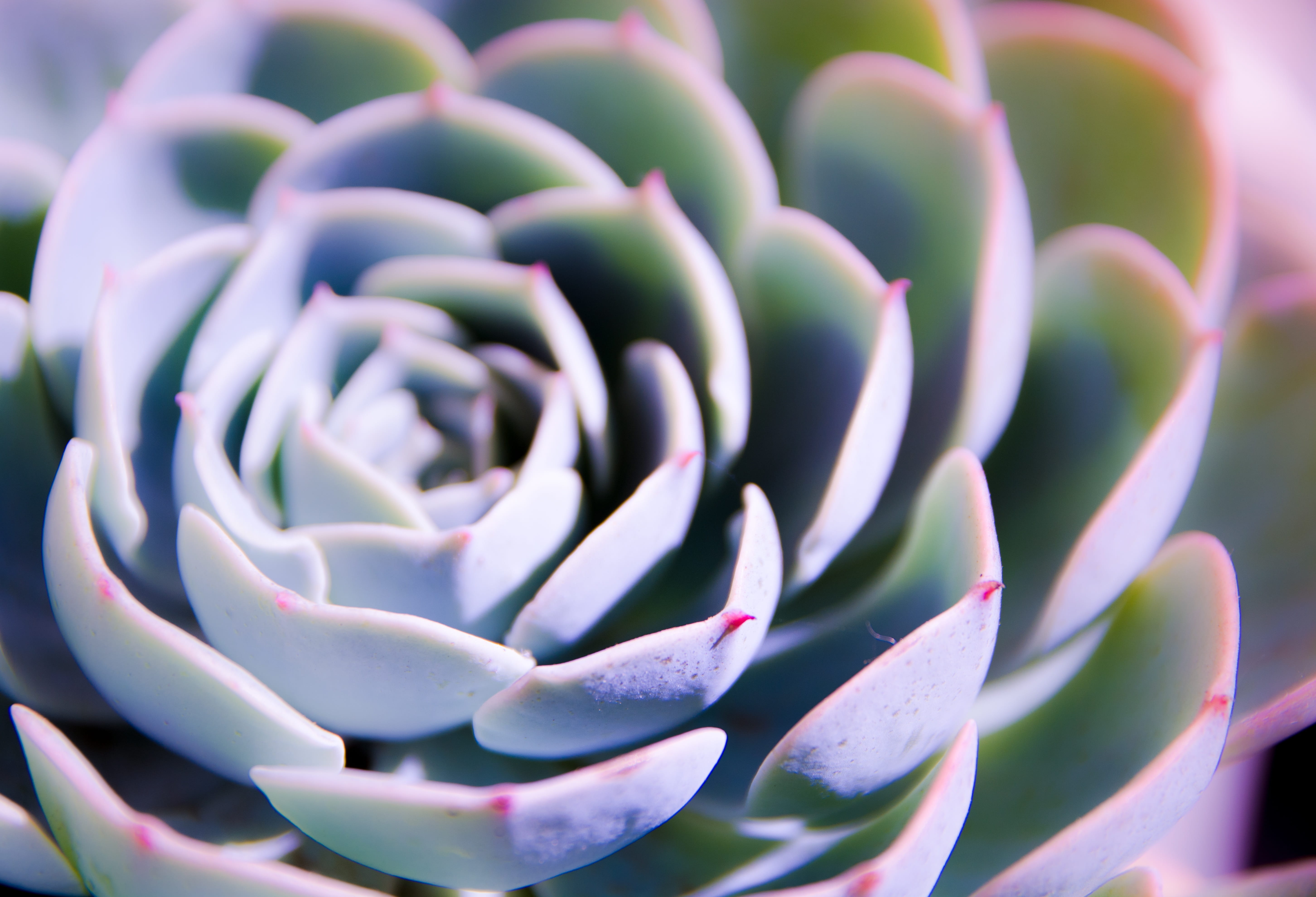 the fleshy, selective focus, natural pattern, cactus, Plant, Texture, flower, green color, inflorescence, growth, petal, 5K, no people, springtime, Natural, HD Wallpaper