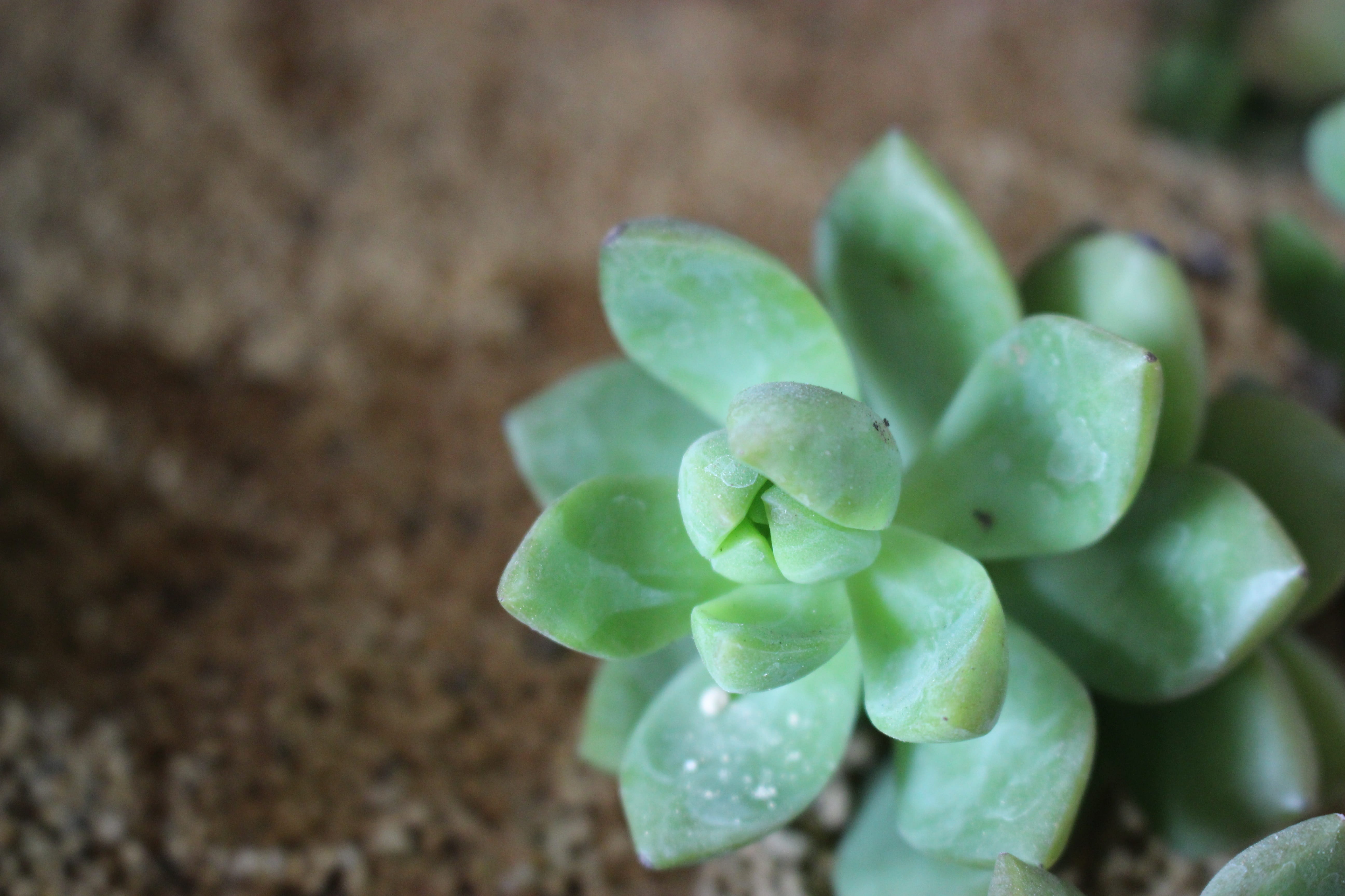 freshness, nature, growth, day, green Color, botany, beauty in nature, vegetable, Fresh, outdoors, succulent plant, agriculture, the fleshy, green, small fresh, HD Wallpaper