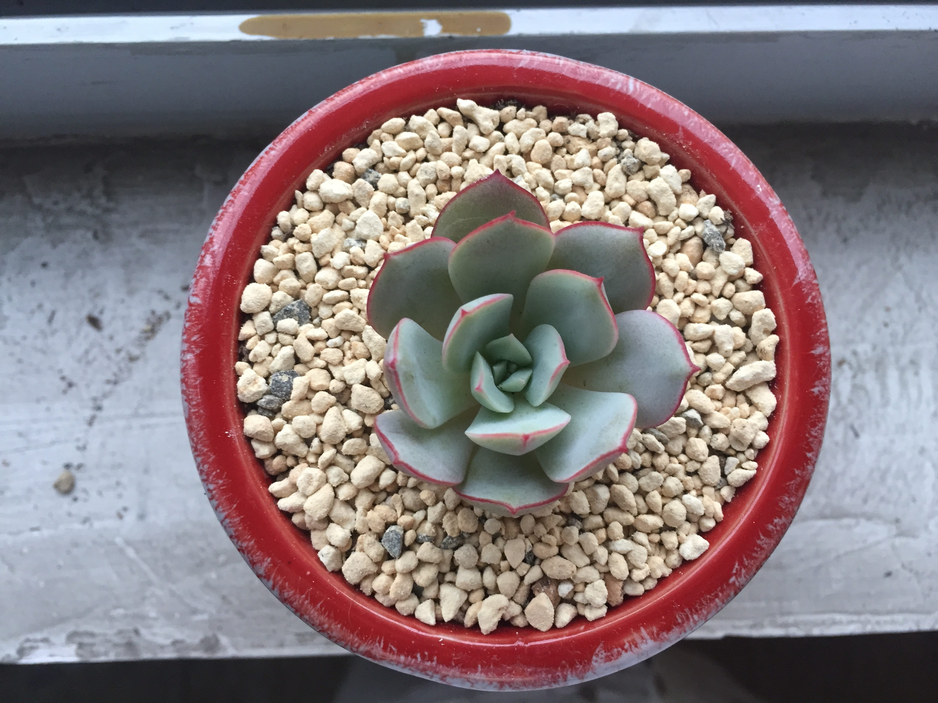 day, food and drink, bowl, container, legume family, variation, healthy eating, ling wave fairy, indoors, wellbeing, temptation, choice, succulent plants, HD Wallpaper