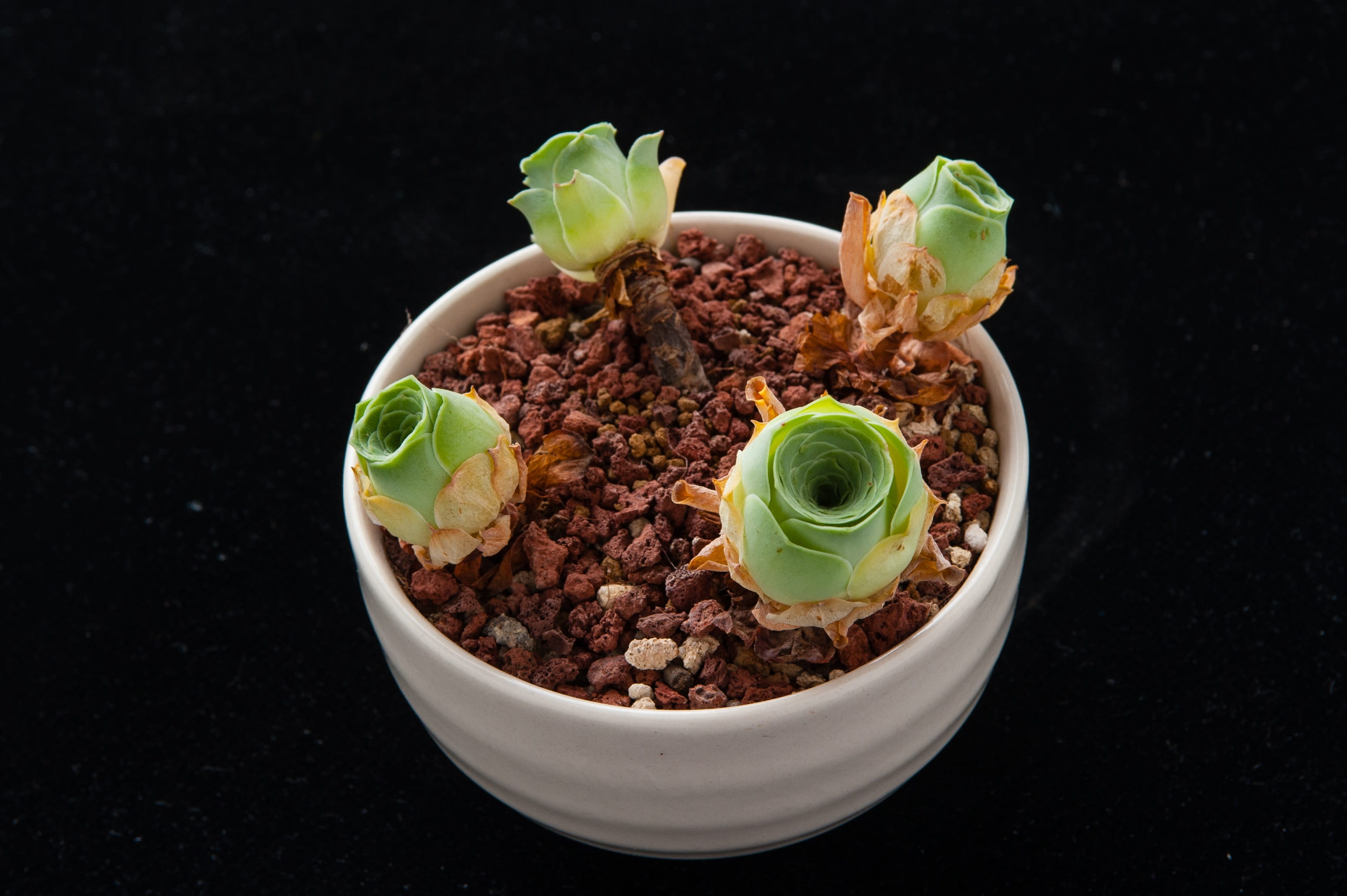 still life, wellbeing, studio shot, Gardening, indoors, the fleshy, no people, pasta, bowl, table, food, chili pepper, green color, meat, potted plants, HD Wallpaper