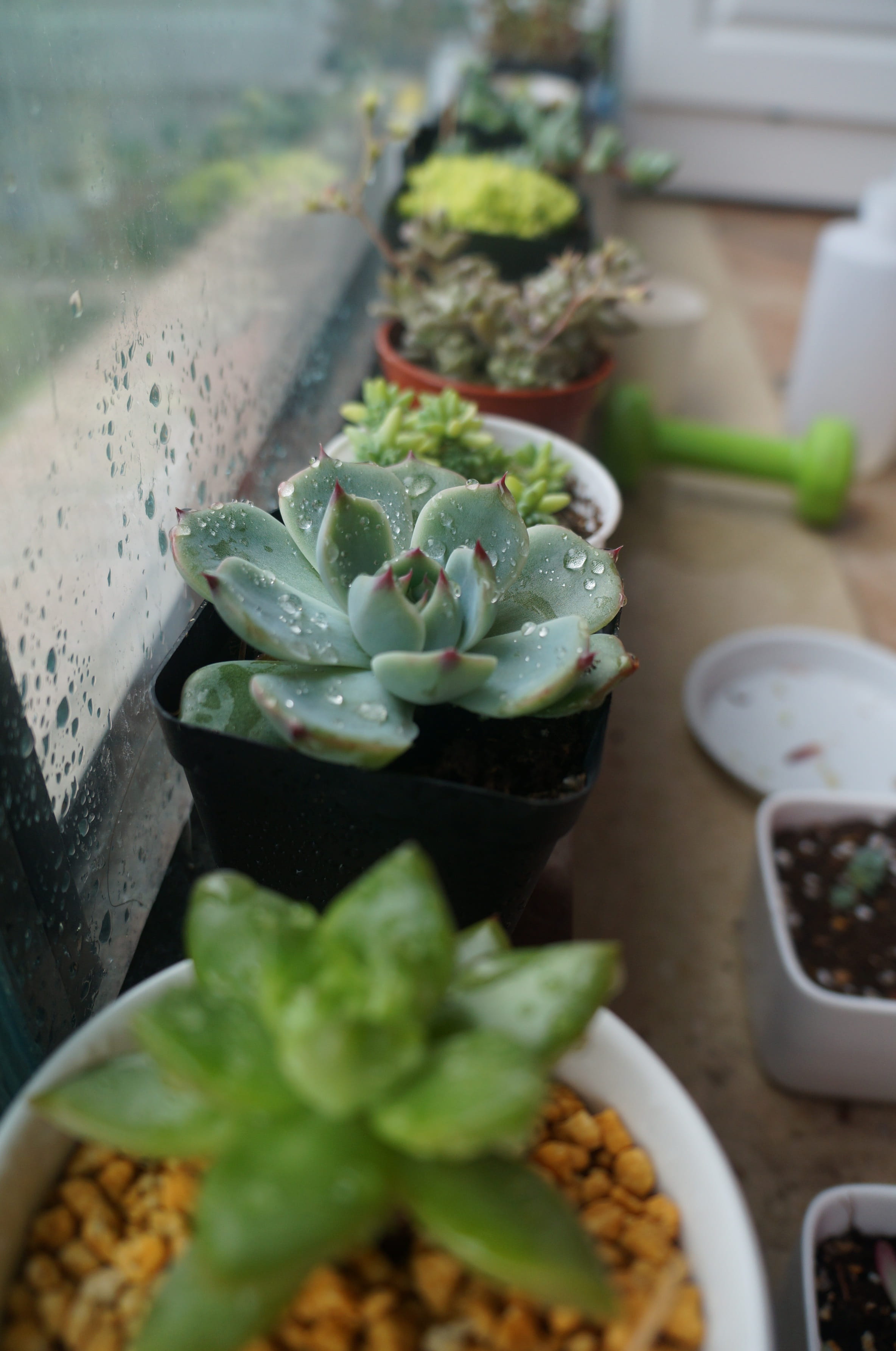 freshness, houseplant, beauty in nature, plant part, indoors, close-up, healthy eating, Small, nature, high angle view, potted plant, table, food and drink, Phone HD Wallpaper