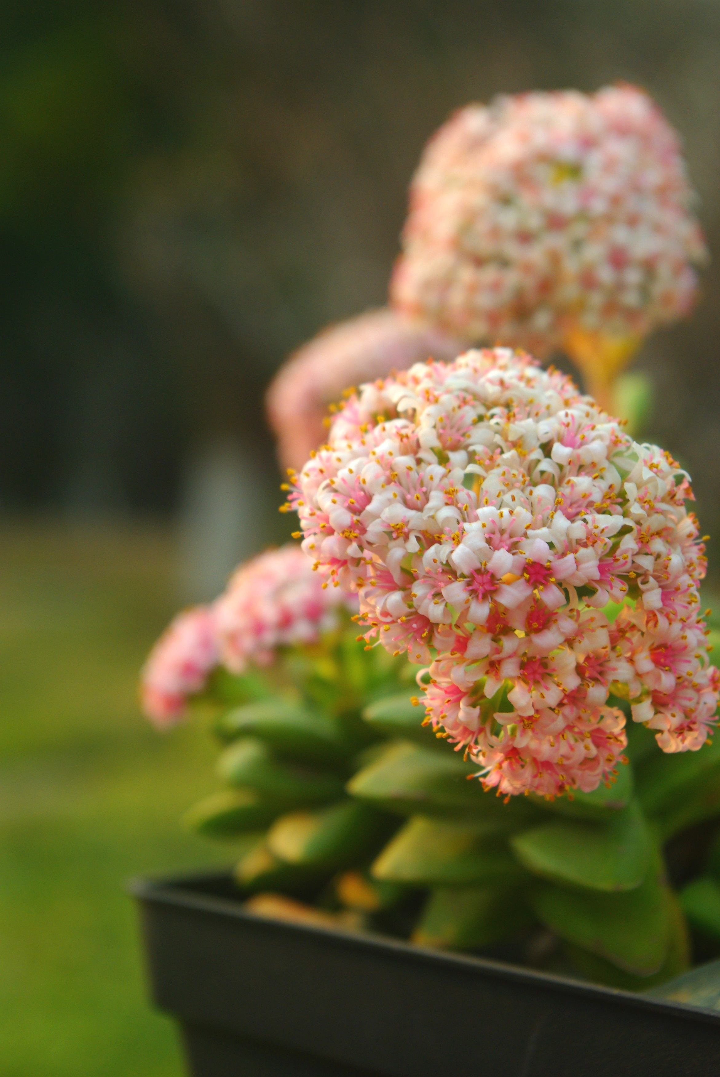 petal, freshness, inflorescence, the fleshy, close-up, outdoors, flowering plant, no people, growth, beauty in nature, selective focus, pink color, day, Phone HD Wallpaper