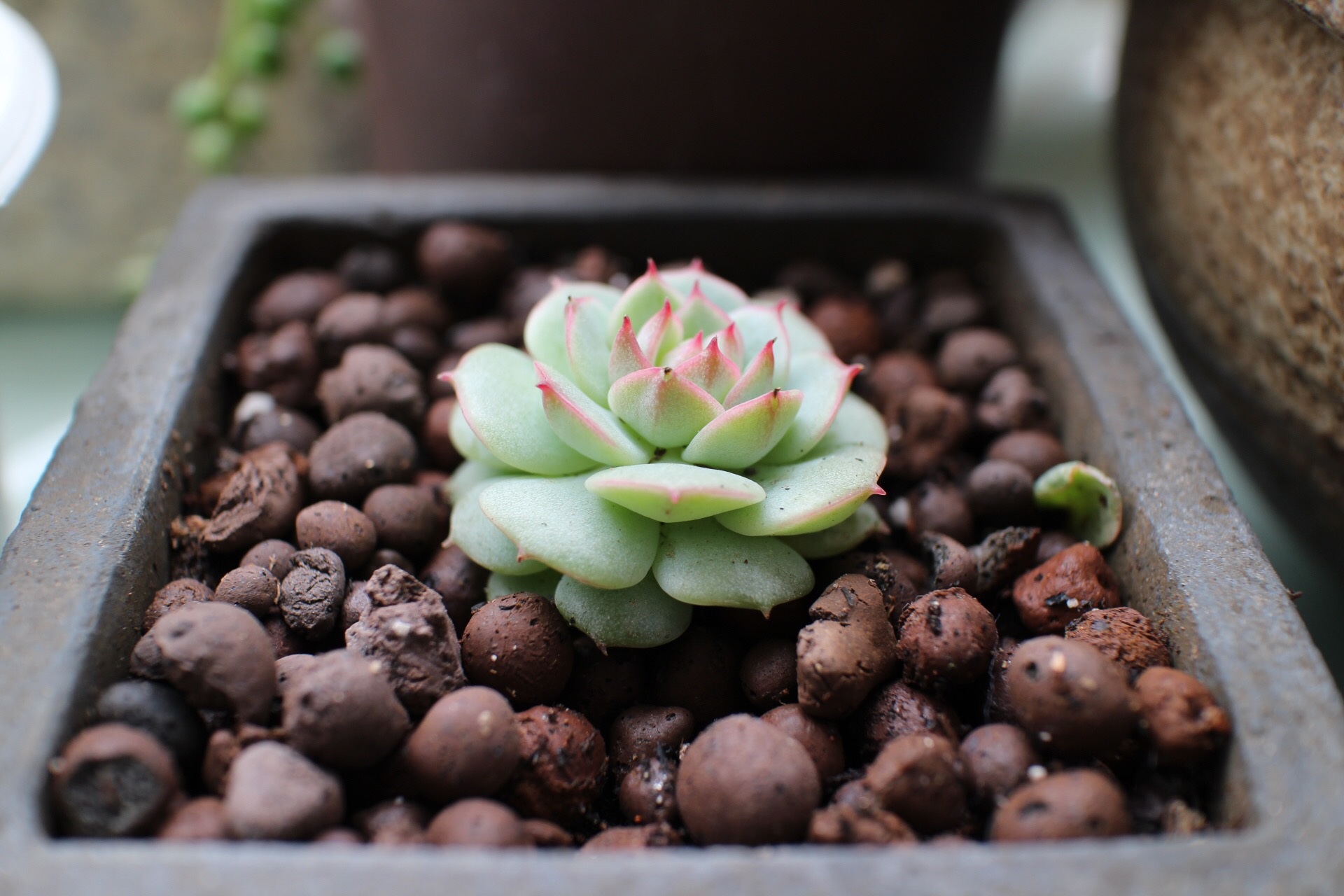 succulent plant, growth, potted plant, no people, close-up, flower pot, beauty in nature, outdoors, plant, food, planting, new life, nature, freshness, HD Wallpaper