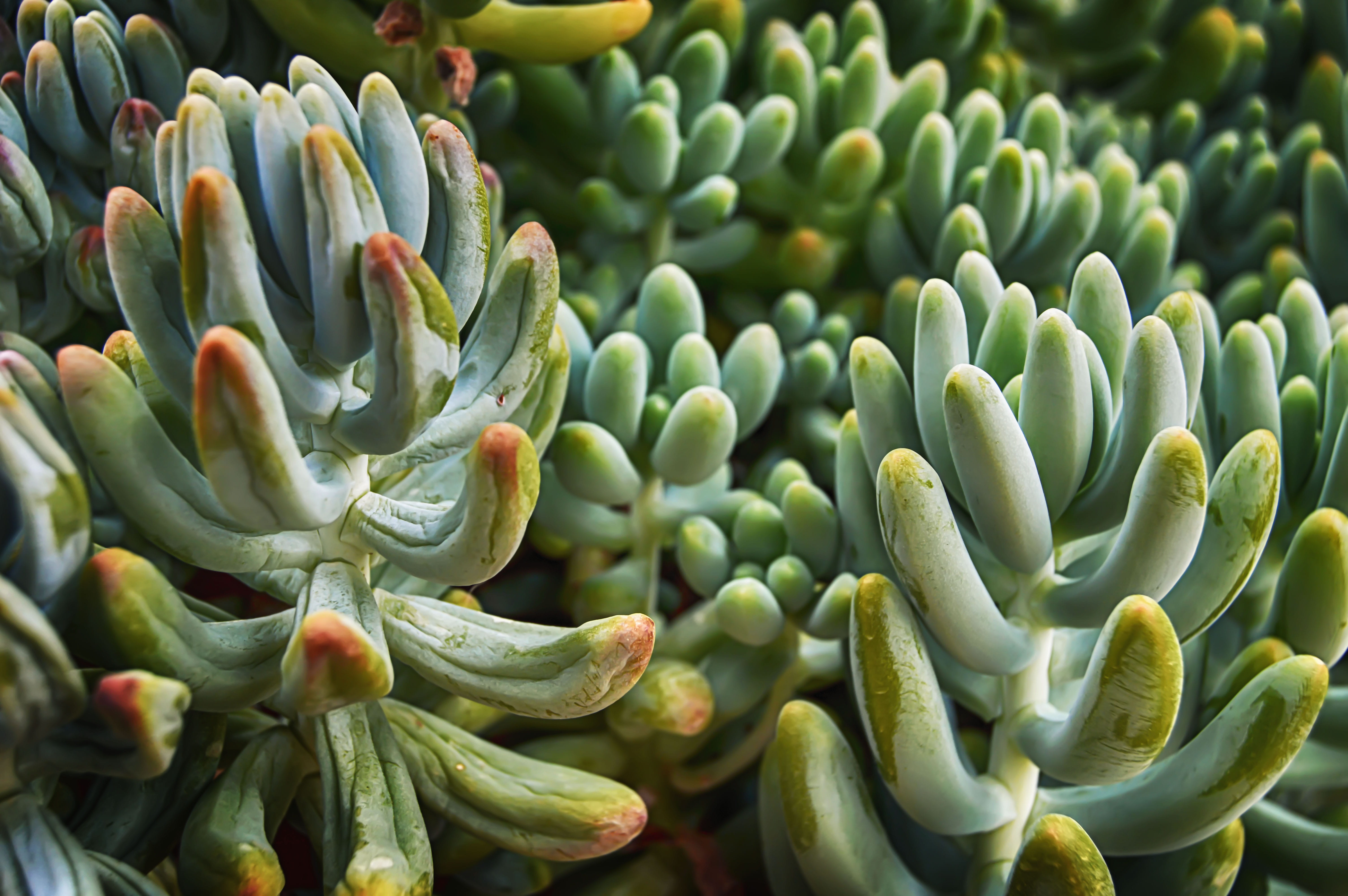 backgrounds, large group of objects, healthy eating, cactus, outdoors, succulent, plant, growth, abundance, 5K, food and drink, no people, close-up, plants, HD Wallpaper