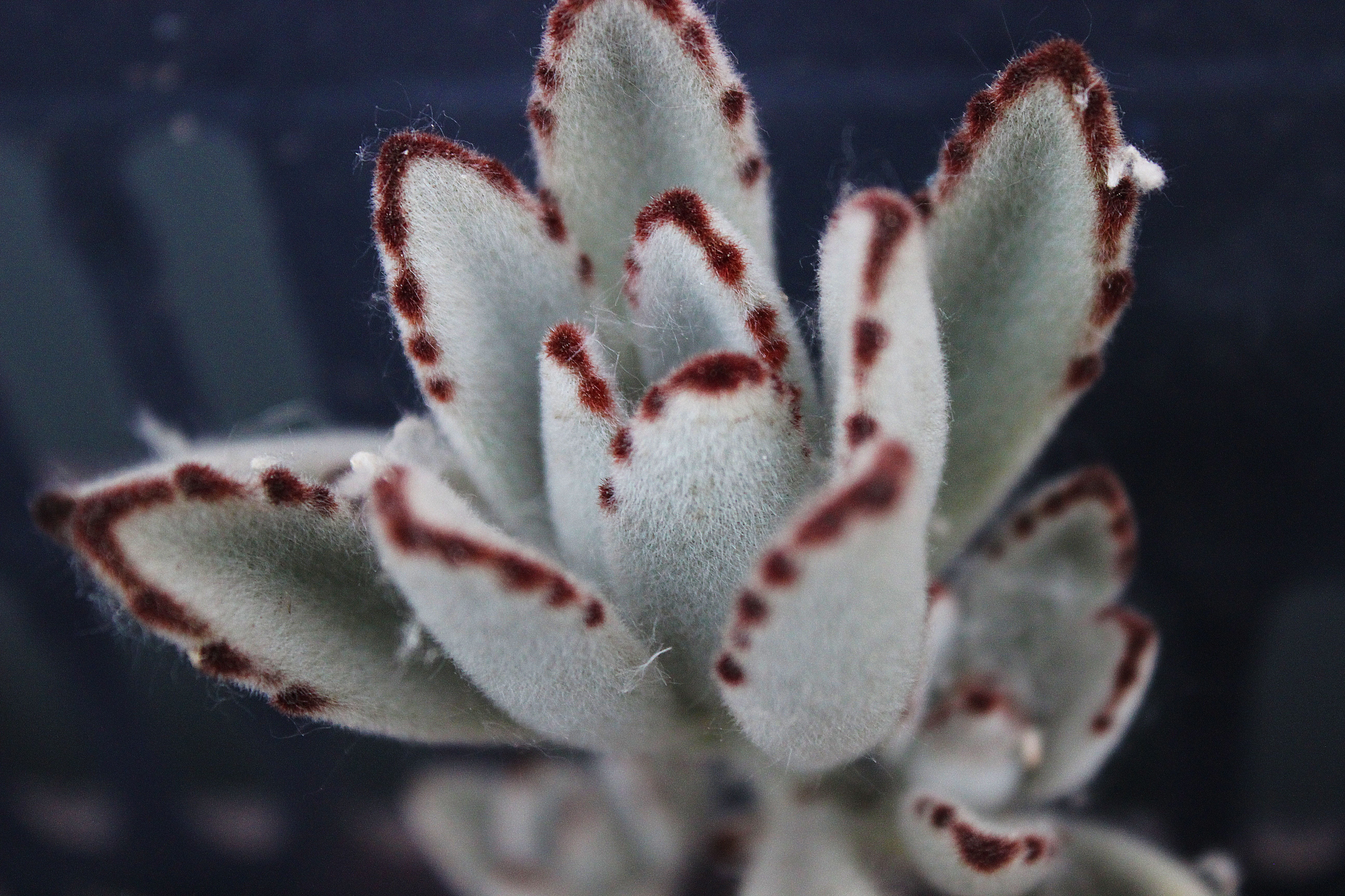 beauty in nature, flowering plant, cactus, botany, white grey, succulent plant, softness, nature, growth, blossom, the fleshy, day, succulent plants, focus on foreground, HD Wallpaper