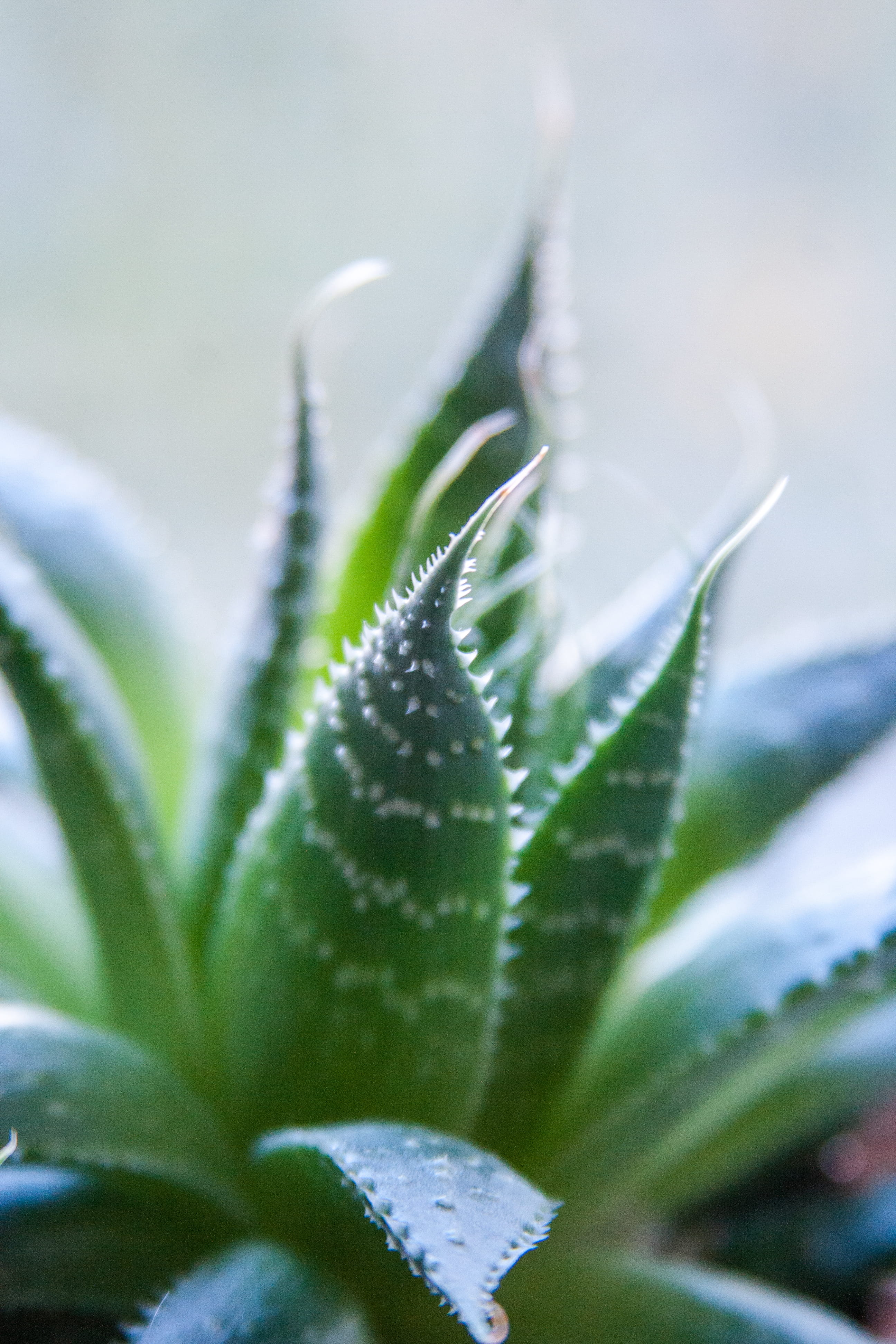 day, succulent plant, ditch, weed, leaf, focus on foreground, first aid, no people, green, close-up, invertebrate, plant, inflatable, tree, rainforest, Phone HD Wallpaper