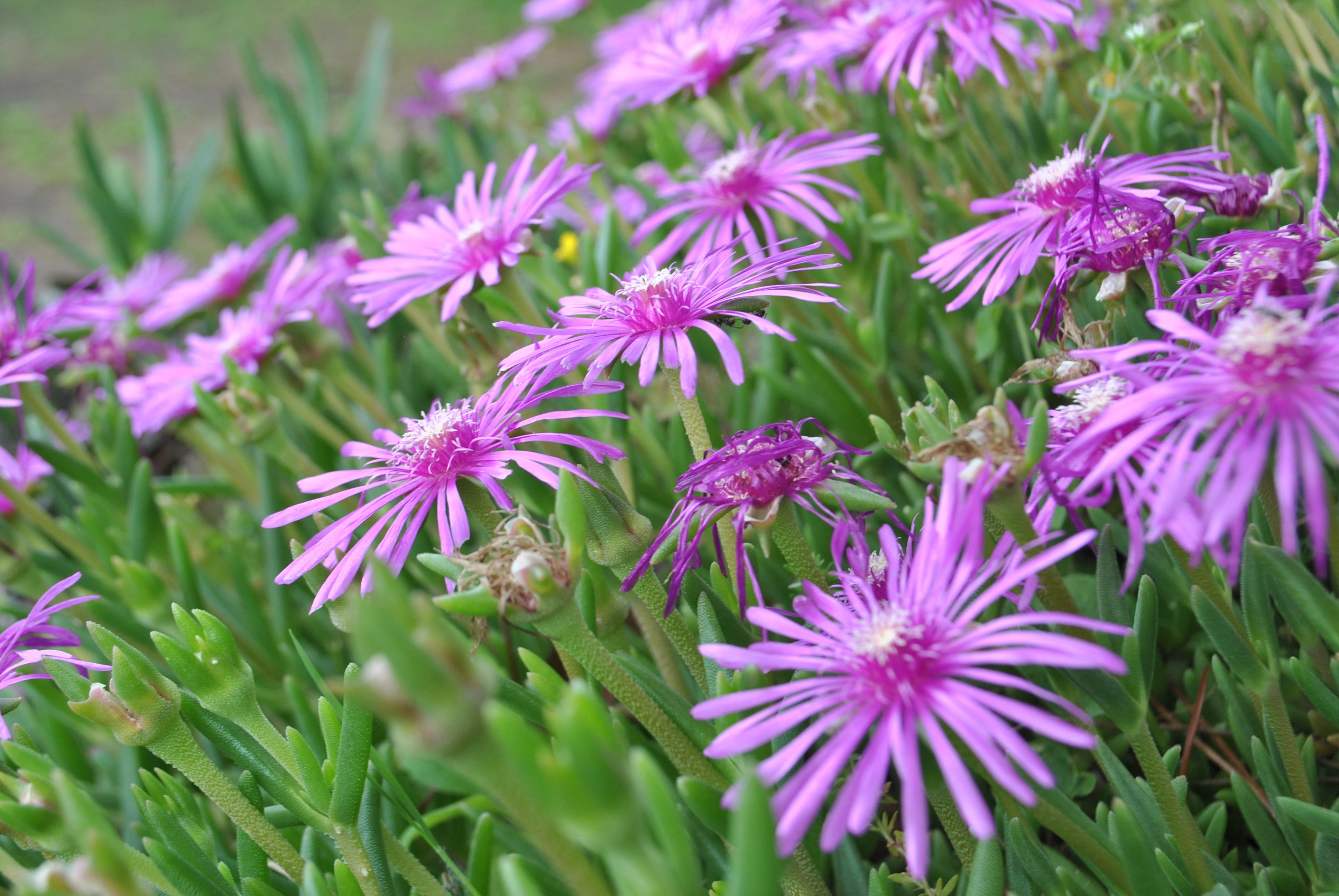 plant, flower, day, outdoors, inflorescence, flowering plant, nature, flower head, succulent, magic flower, purple, 4K, selective focus, fragility, freshness, HD Wallpaper