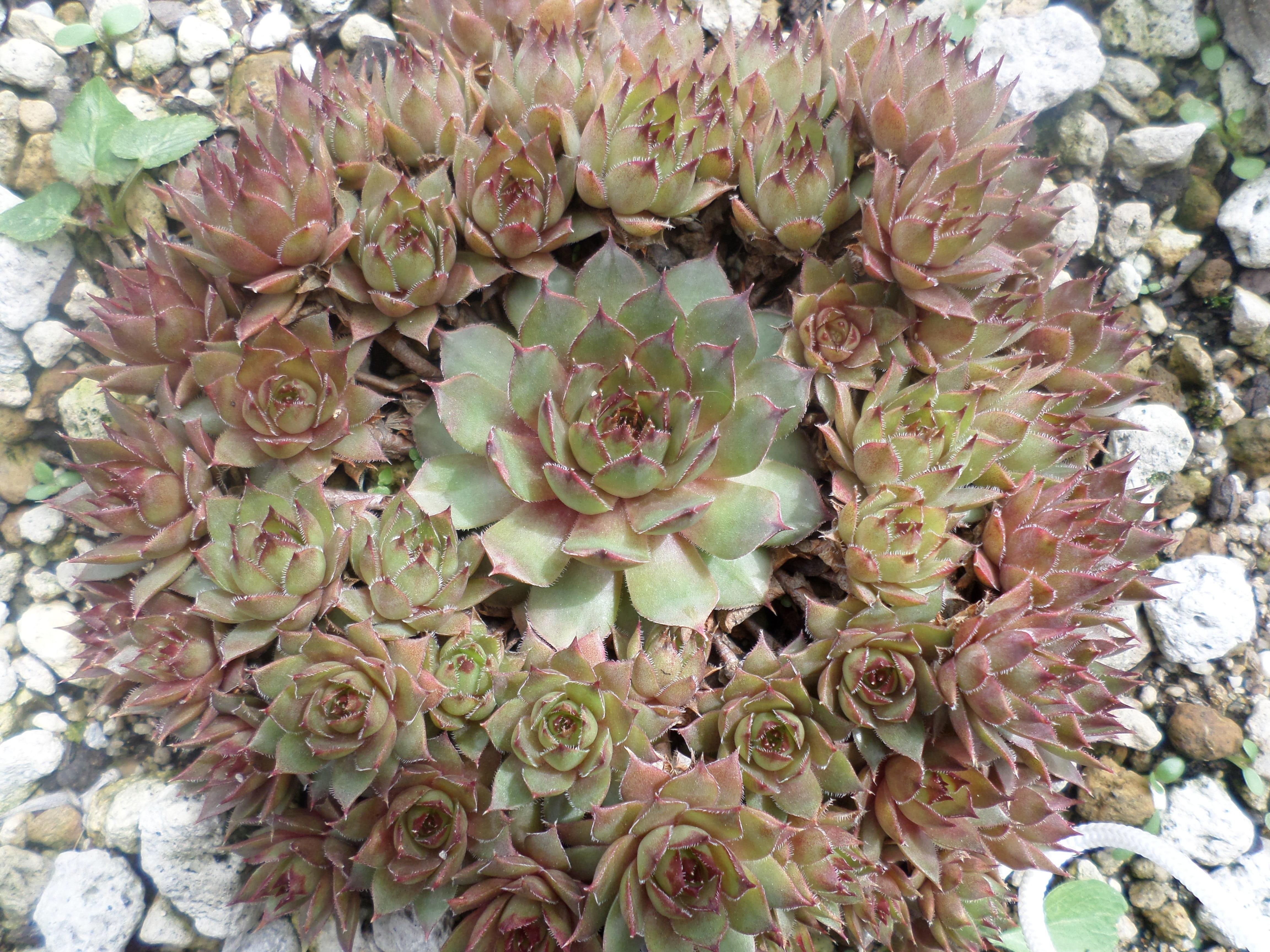 4K, succulent plant, growth, natural pattern, vulnerability, inflorescence, fragility, day, bunch of flowers, a fleshy plant, plants, nature, flowering plant, HD Wallpaper